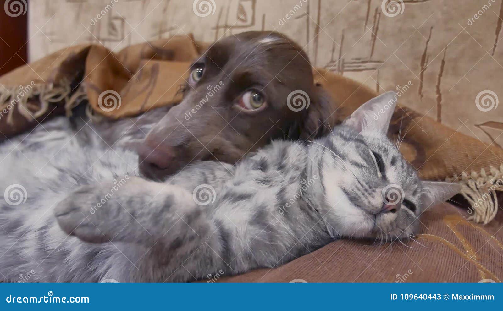 Le Chat Et L Amitié Un Chien Dorment Ensemble à L Intérieur Vidéo Drôle Chat Et Chien Drôles