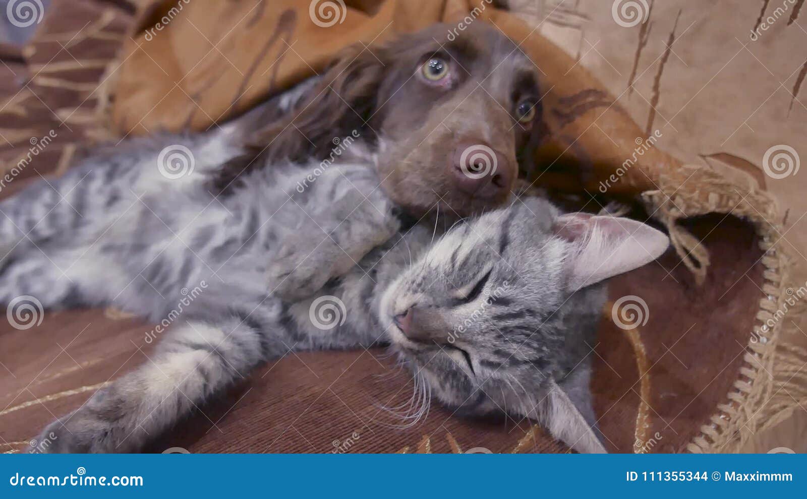 Le Chat Et Un Chien Dorment Ensemble Video Drole A L Interieur Chat Et Chien D Amitie Banque De Videos Video Du Chien Ensemble
