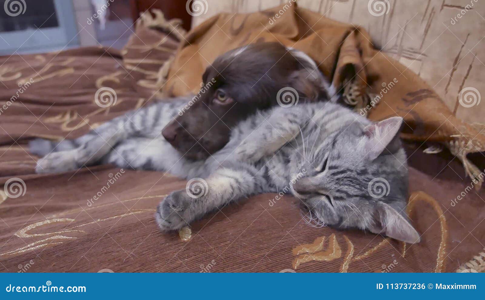 Le Chat Et Un Chien Dorment Ensemble Video Drole D Amitie Chat Et Chien A L Interieur Banque De Videos Video Du Mignon Couples Le Chat Et Un Chien Dorment Ensemble Video Drole D Amitie Chat Et Chien A L Interieur Banque De Videos Video Du Mignon Couples