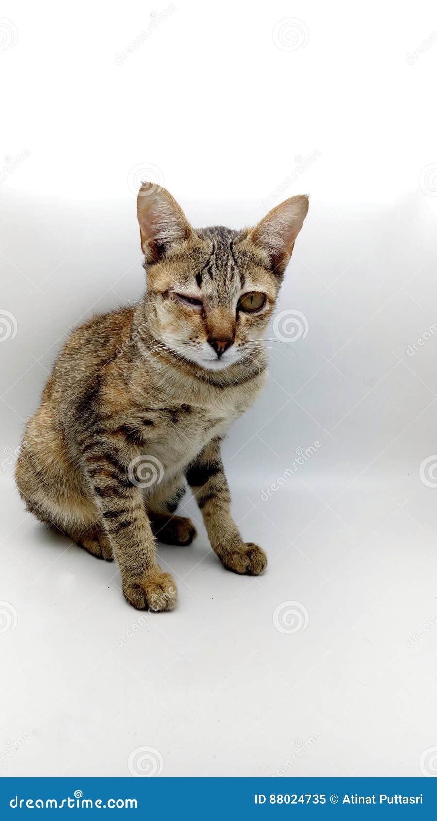 Le Chat A Fait Une Piqure D Abeilles Image Stock Image Du Purebred Desespoir