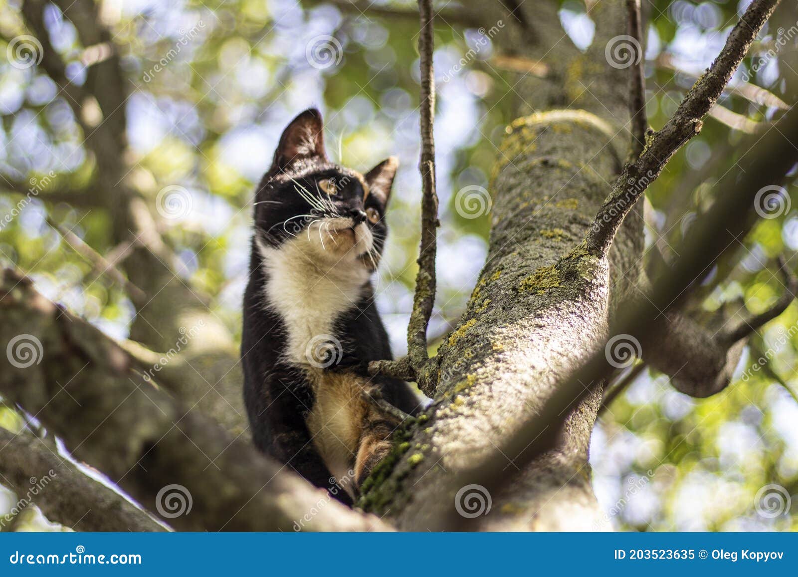 158 Le Chat Grimpe Un Arbre Photos Libres De Droits Et Gratuites De Dreamstime 158 Le Chat Grimpe Un Arbre Photos Libres De Droits Et Gratuites De Dreamstime