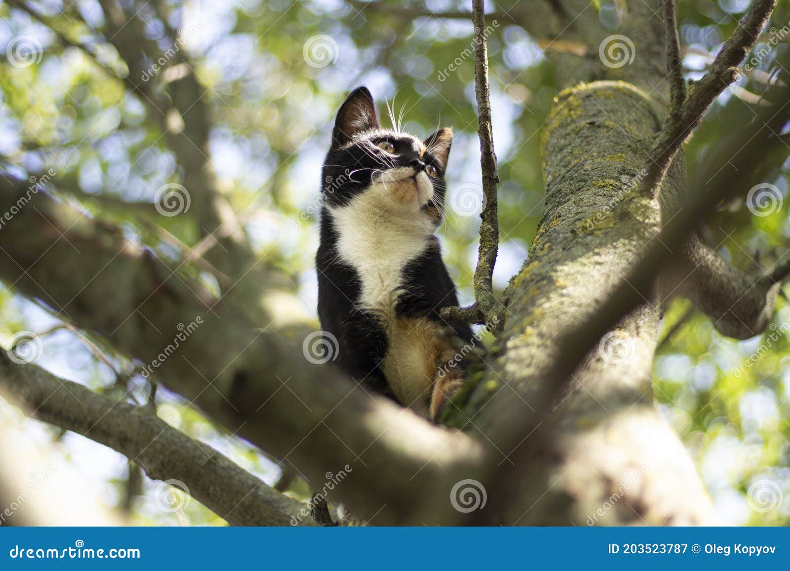 158 Le Chat Grimpe Un Arbre Photos Libres De Droits Et Gratuites De Dreamstime 158 Le Chat Grimpe Un Arbre Photos Libres De Droits Et Gratuites De Dreamstime
