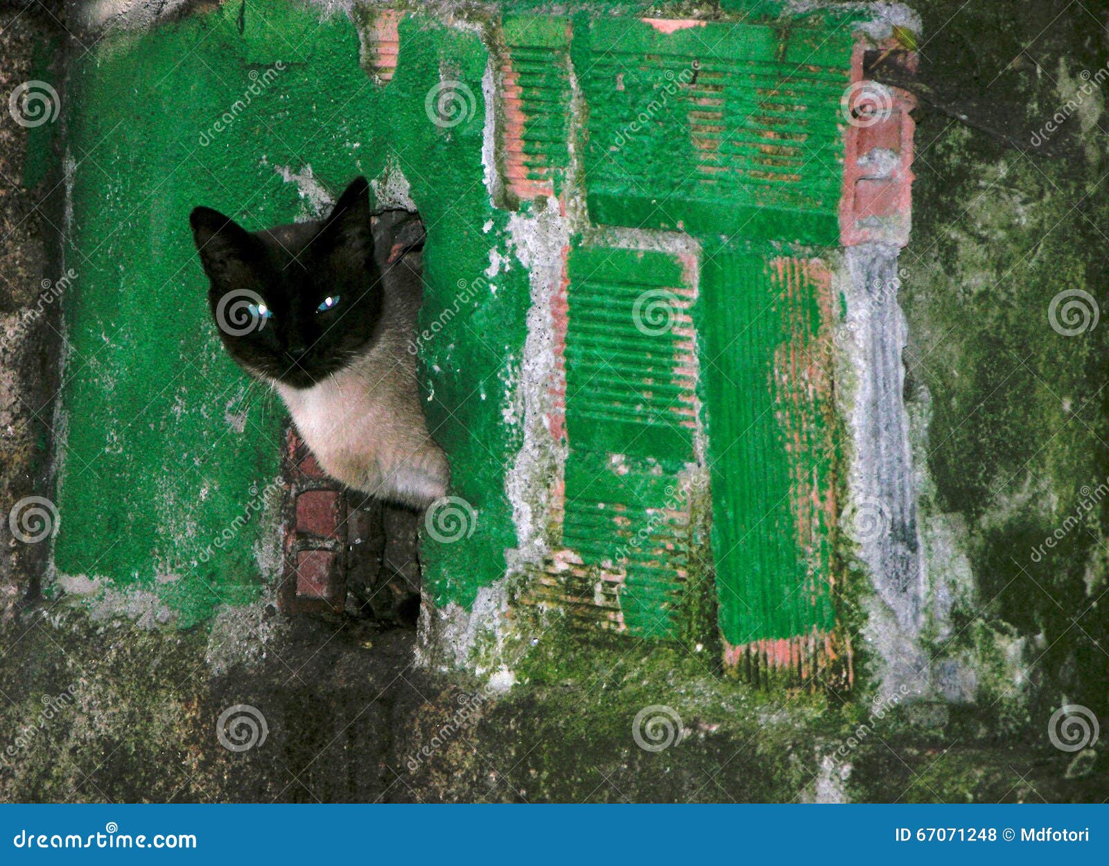 Le Chat Gris Avec La Tete Noire Dans La Fente De Facade Regarde Des Environs Photo Stock Image Du Closeup Curieux Le Chat Gris Avec La Tete Noire Dans La Fente De Facade Regarde Des Environs Photo Stock Image Du Closeup Curieux