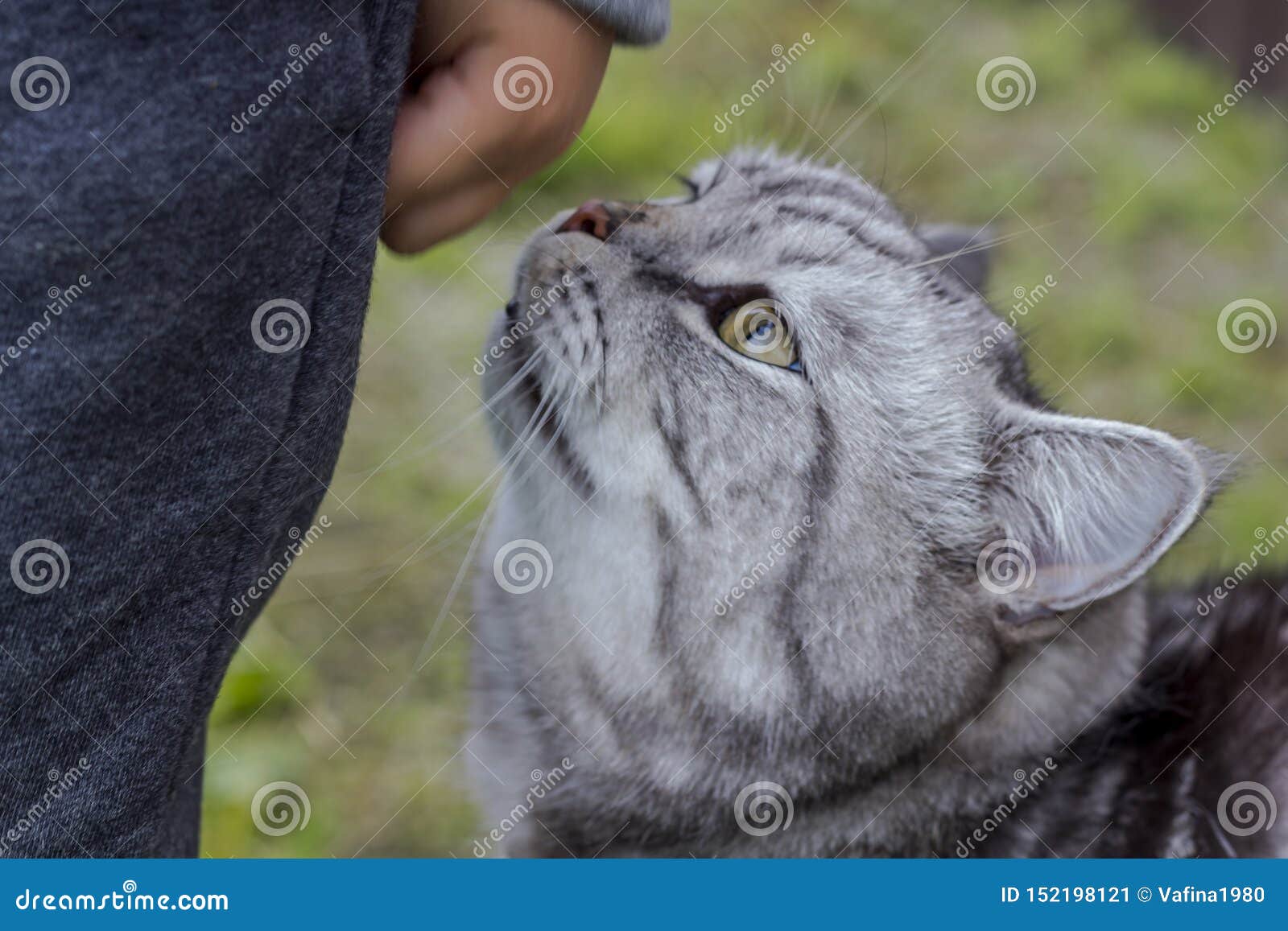 Le Chat Gris Des Anglais Ou Le Chat Ecossais De Races De Race Renifle La Main D Un Enfant Image Stock Image Du Enfant Regarder Le Chat Gris Des Anglais Ou Le Chat Ecossais De Races De Race Renifle La Main D Un Enfant Image Stock Image Du Enfant Regarder