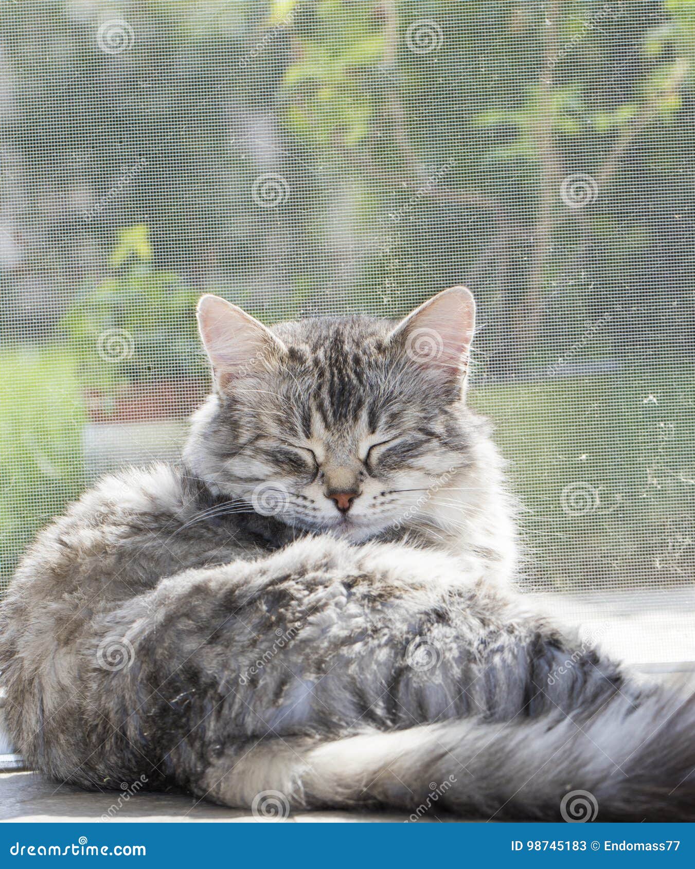 Le Chat Mignon à La Fenêtre Détendent Dedans La Race
