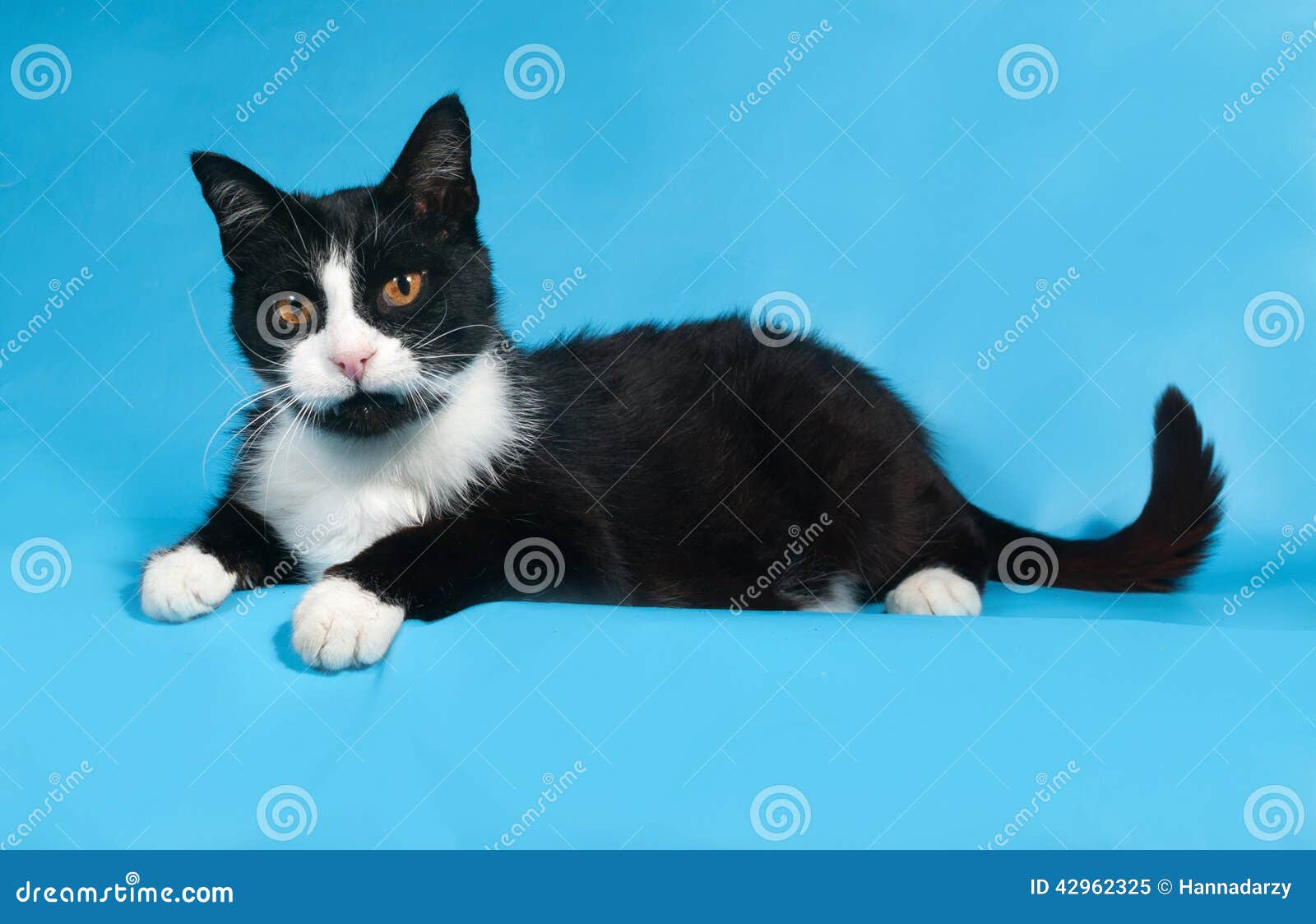 Le Chat Noir Avec Les Yeux Oranges Se Trouve Sur Le Bleu Image Stock Image Du Bleu Orange Le Chat Noir Avec Les Yeux Oranges Se Trouve Sur Le Bleu Image Stock Image Du Bleu Orange