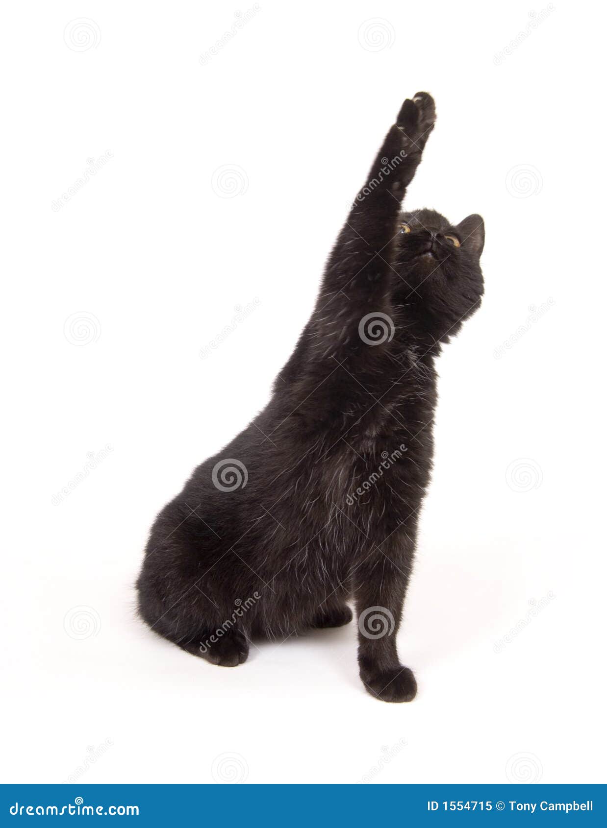 Le Chat Noir Balance Sa Patte Tout En Jouant Image Stock Image Du Domestique Reste Le Chat Noir Balance Sa Patte Tout En Jouant Image Stock Image Du Domestique Reste