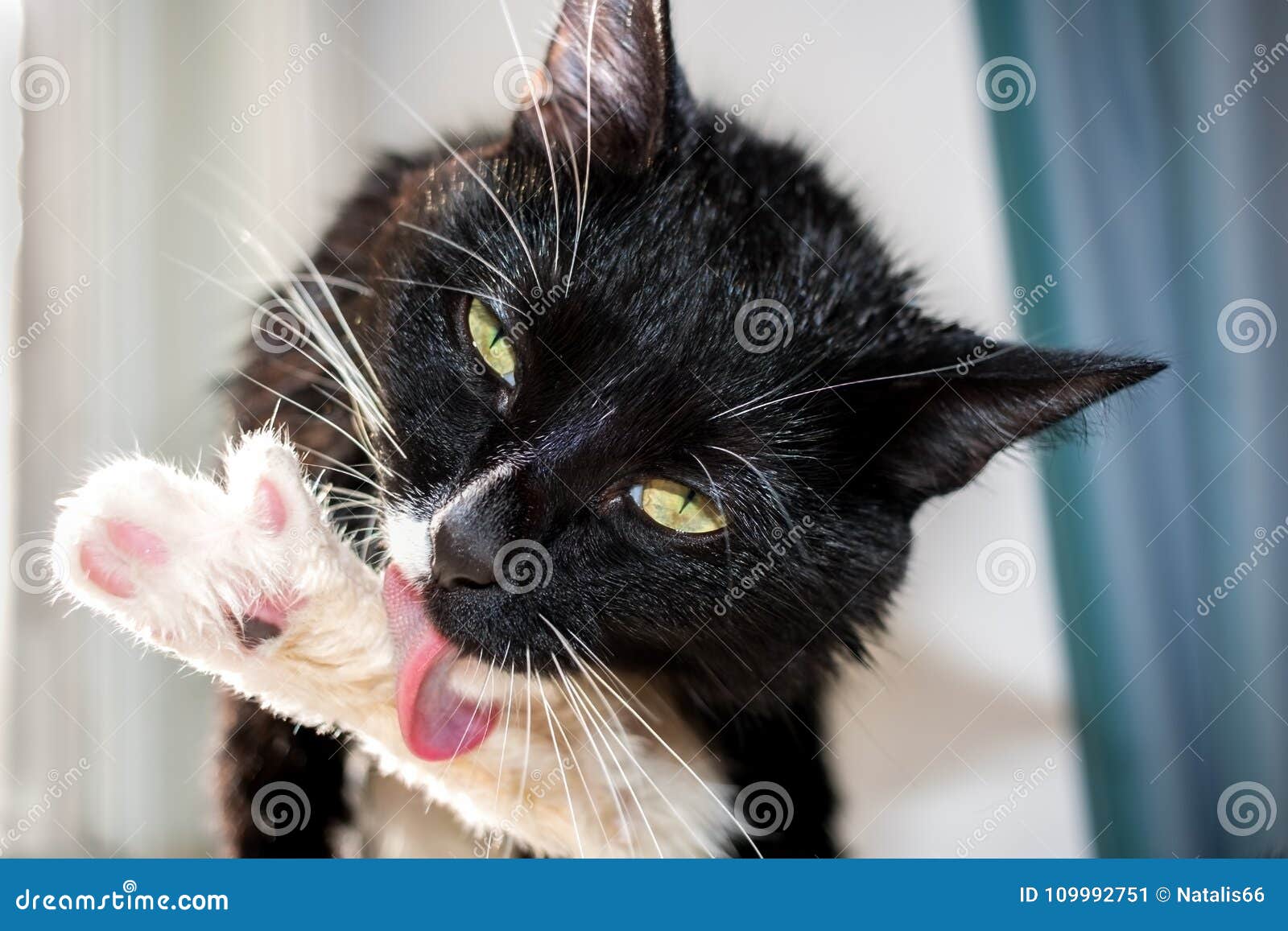 Le Chat Noir Et Blanc Humide Leche Par La Patte D Arriere De Langue Image Stock Image Du Animal Indoors