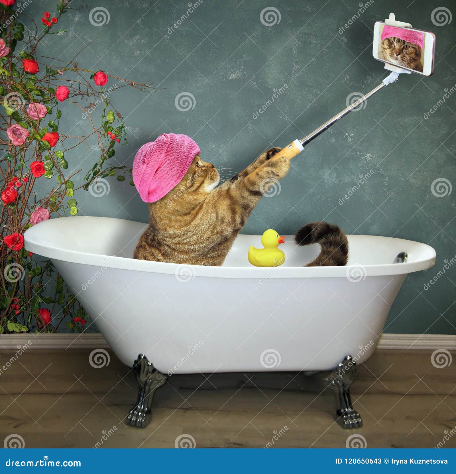 Le Chat Prend Un Bain Image Stock Image Du Turban Canard