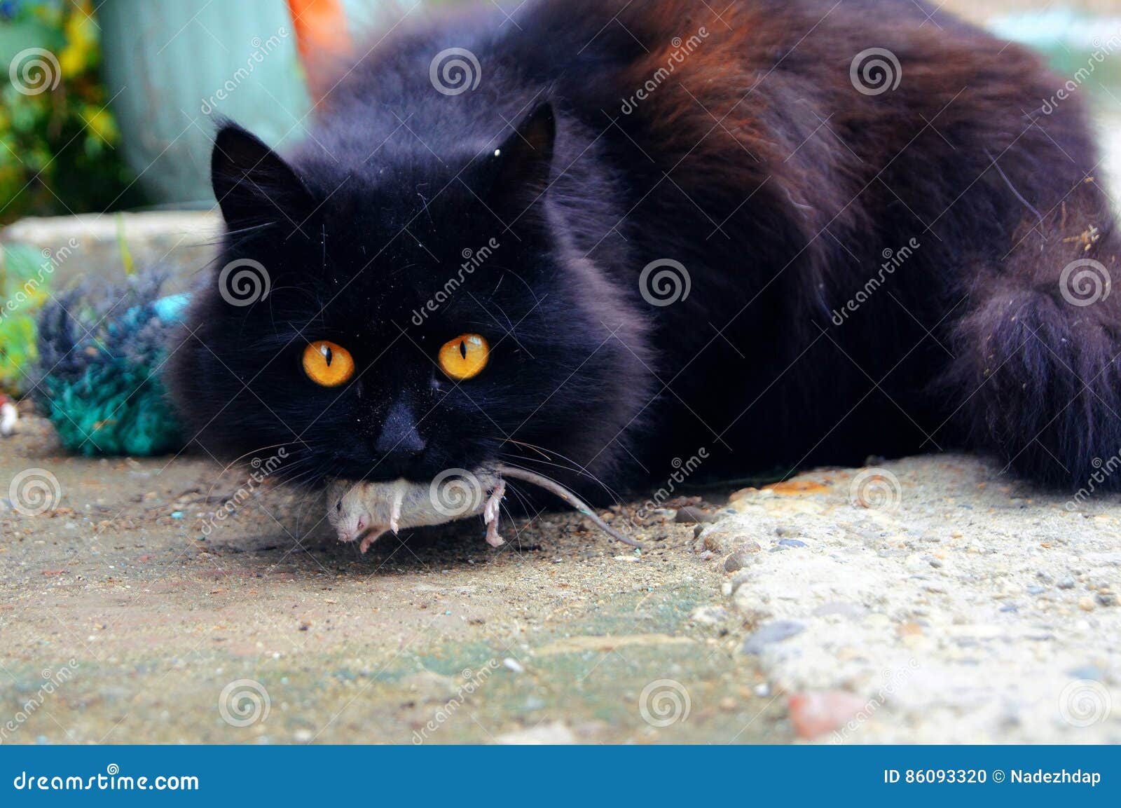 Le Chat Qui A Attrape Une Souris Photo Stock Image Du Attrape Production