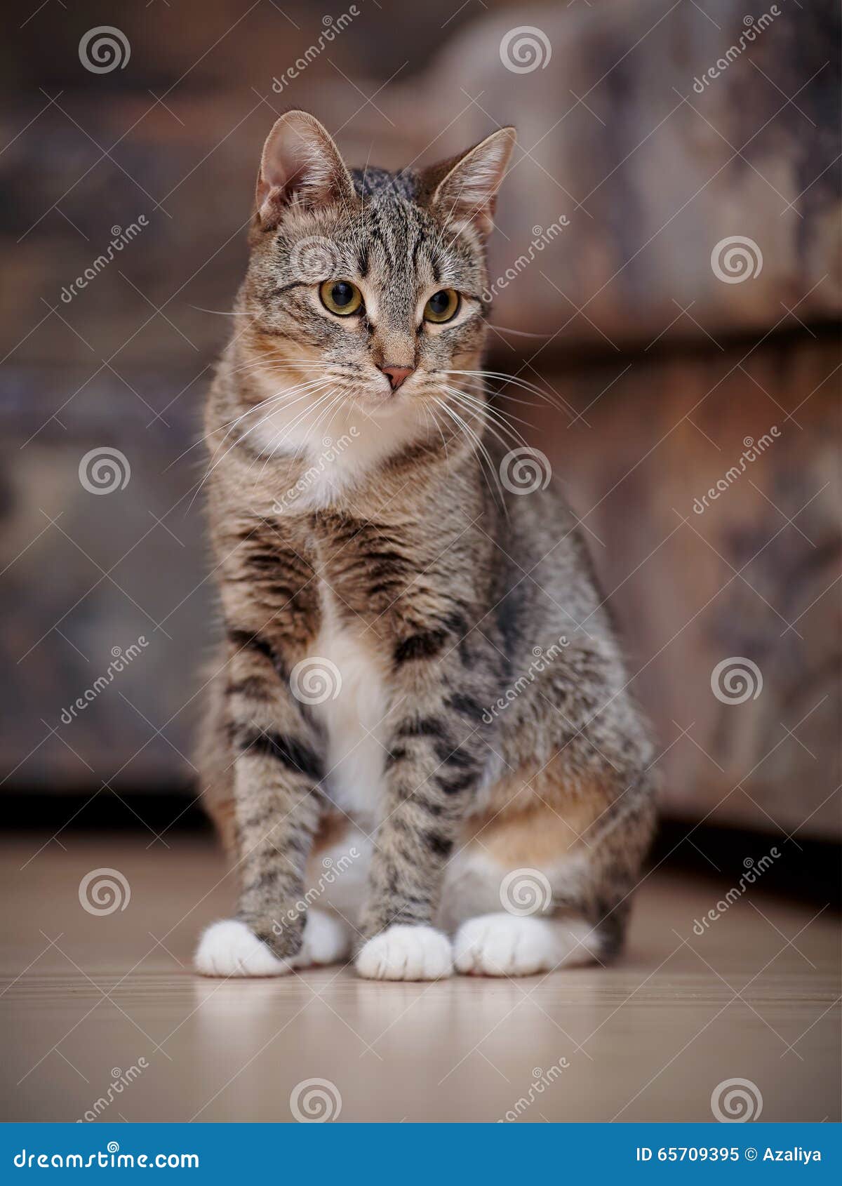 Le Chat Raye Avec Les Pattes Blanches Image Stock Image Du Chat Purebred