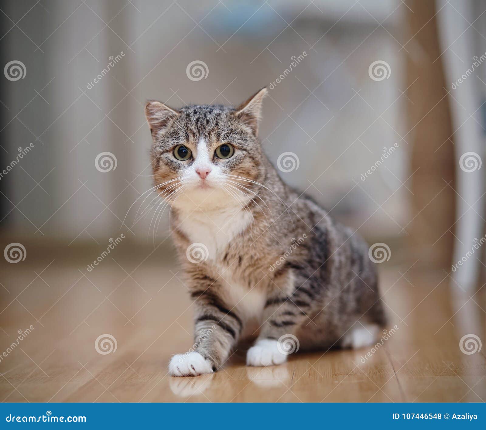 Le Chat Raye Gris Avec Les Pattes Blanches Se Repose Photo Stock Image Du Noir Mammifere