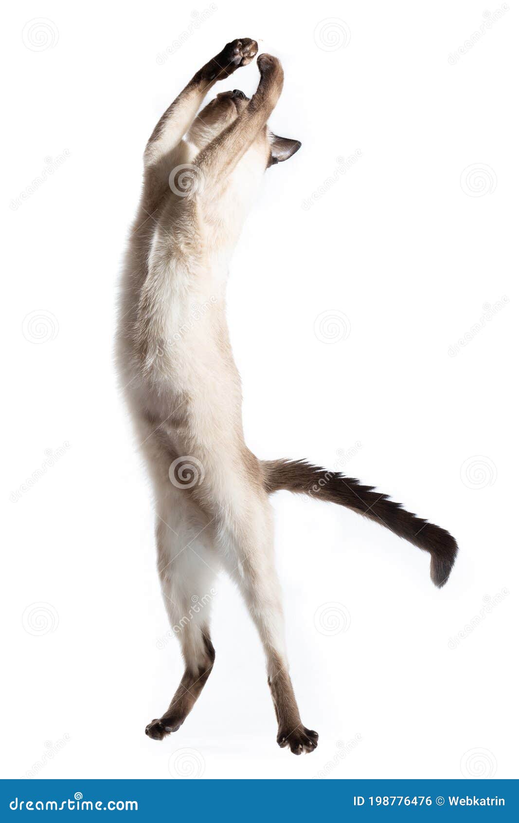 297 Le Chat Saute Photos Libres De Droits Et Gratuites De Dreamstime 297 Le Chat Saute Photos Libres De Droits Et Gratuites De Dreamstime
