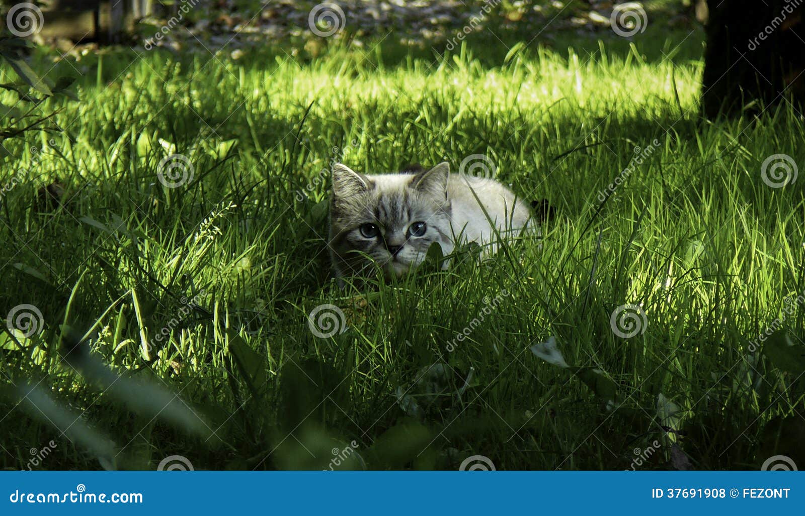 Le Chat Se Cache Dans L Herbe Photo Stock Image Du Jour Chasse Le Chat Se Cache Dans L Herbe Photo Stock Image Du Jour Chasse