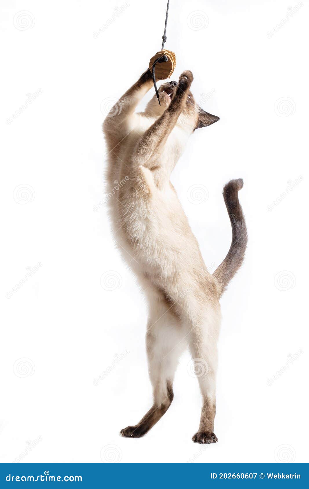 Le Chat Se Tient Sur Ses Pattes Arrieres Sur Fond Blanc Image Stock Image Du Isolement Activite