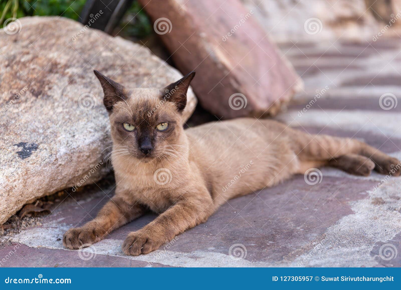 Le chat siamois dans le temple à Bangkok, Thaïlande