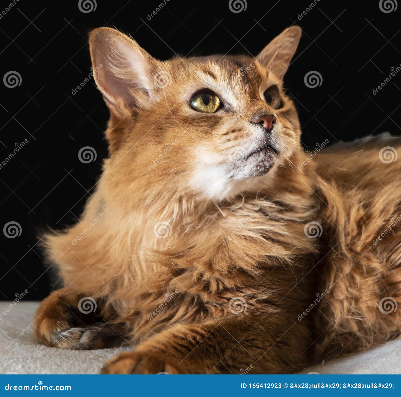 Le Chat Somalien Est Une Belle Race De Chat Qui Est Decrite Comme Un Renard Miniature Image Stock Image Du Chat Fond