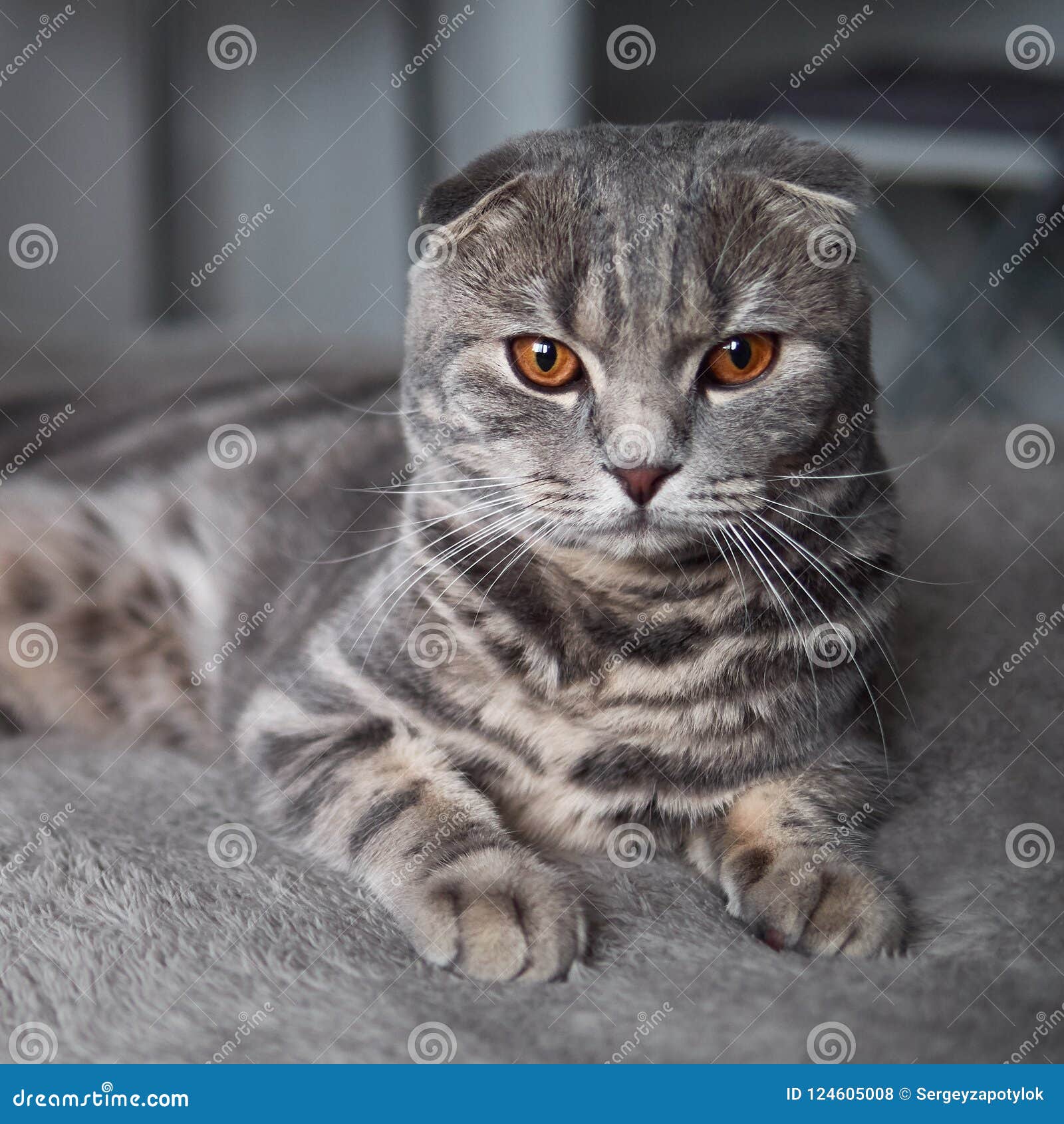 Le chat sérieux drôle de pli d'écossais avec les yeux jaunes lumineux se trouve sur le plaid. Le jeune chat sérieux magnifique drôle de pli d'écossais avec les yeux jaunes lumineux se trouve sur le plaid