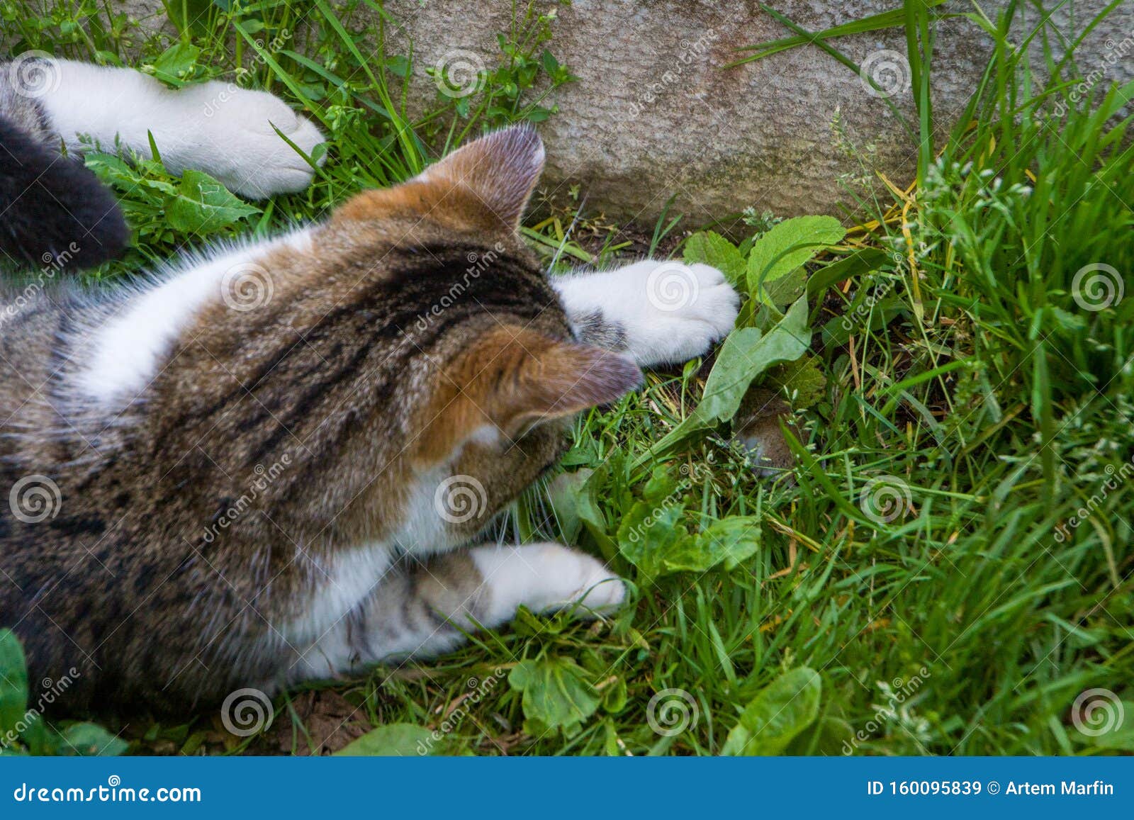 Le Chat Tabby A Attrape Une Souris Dans Le Jardin Et Joue Avec Elle Dans L Herbe Image Stock Image Du Adorable Attrape Le Chat Tabby A Attrape Une Souris Dans Le Jardin Et Joue Avec Elle Dans L Herbe Image Stock Image Du Adorable Attrape