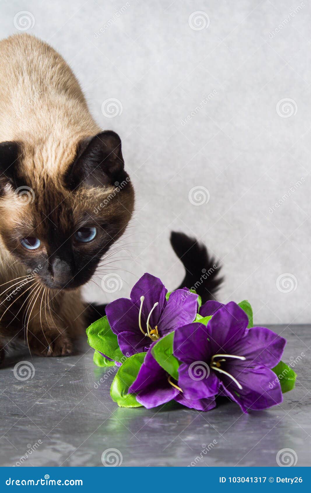 Le Chat Thailandais Siamois Joue Et Donne Des Fleurs Fond Gris Fonce Image Stock Image Du Regard Normal Le Chat Thailandais Siamois Joue Et Donne Des Fleurs Fond Gris Fonce Image Stock Image Du Regard Normal