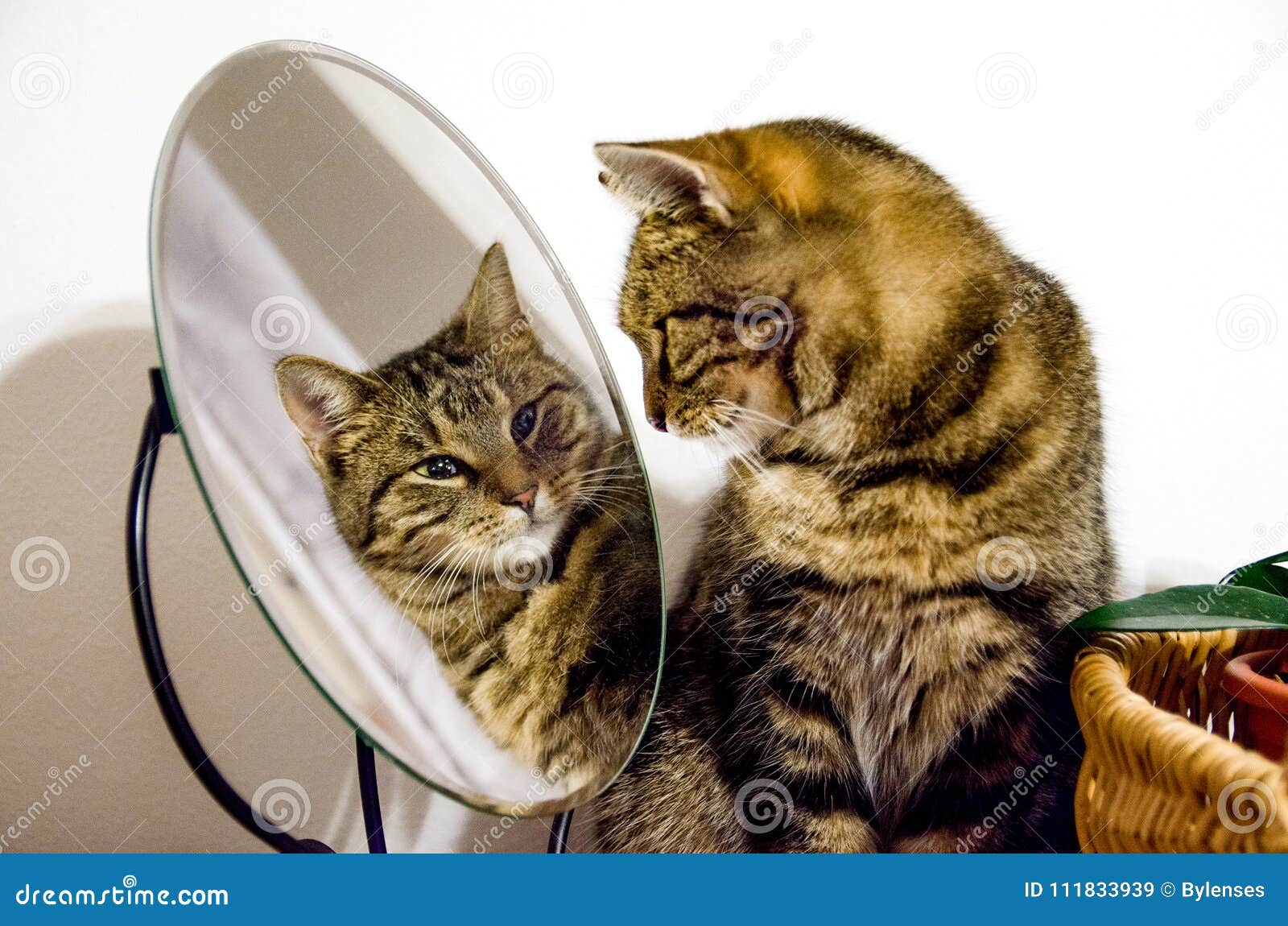Le Chat Tigre Regarde Dans Le Miroir Image Stock Image Du Tabby Maison Le Chat Tigre Regarde Dans Le Miroir Image Stock Image Du Tabby Maison