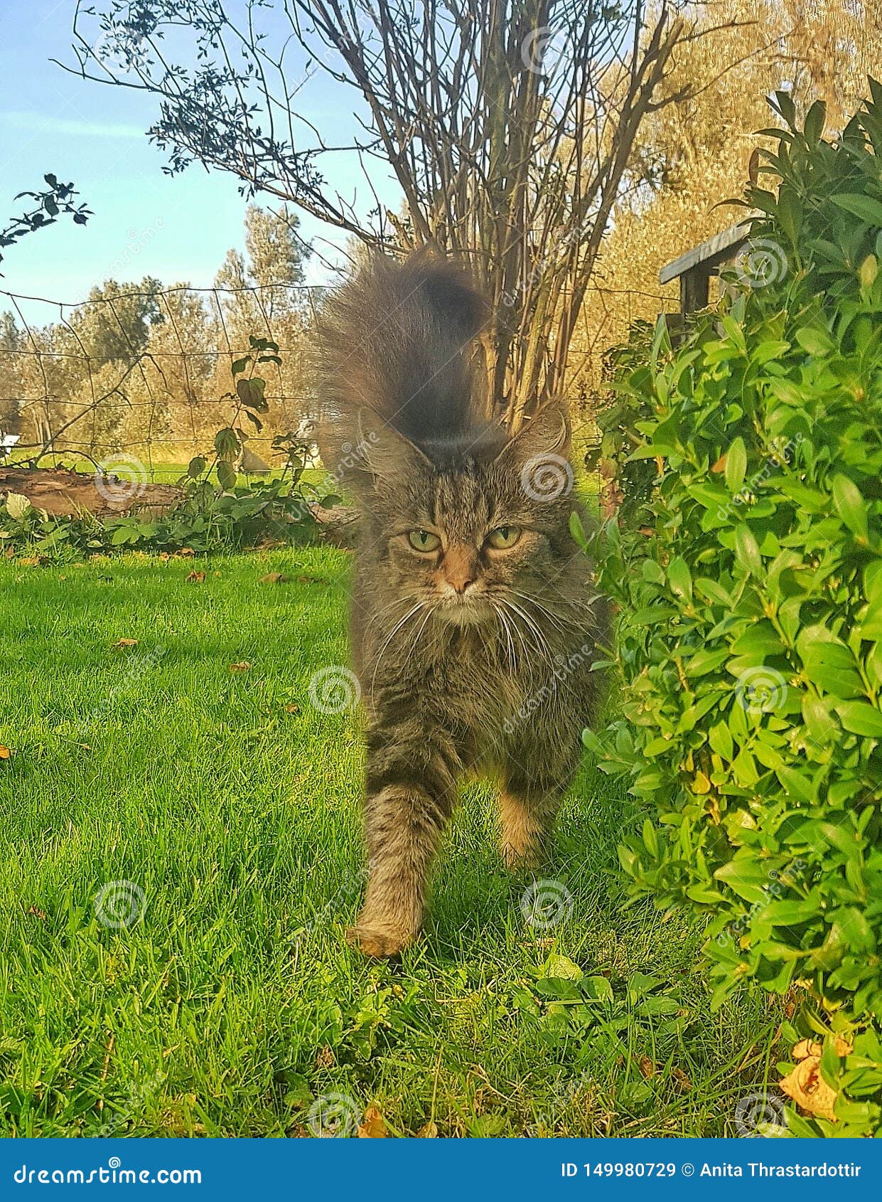 536 Chat Courant Photos Libres De Droits Et Gratuites De Dreamstime 536 Chat Courant Photos Libres De Droits Et Gratuites De Dreamstime