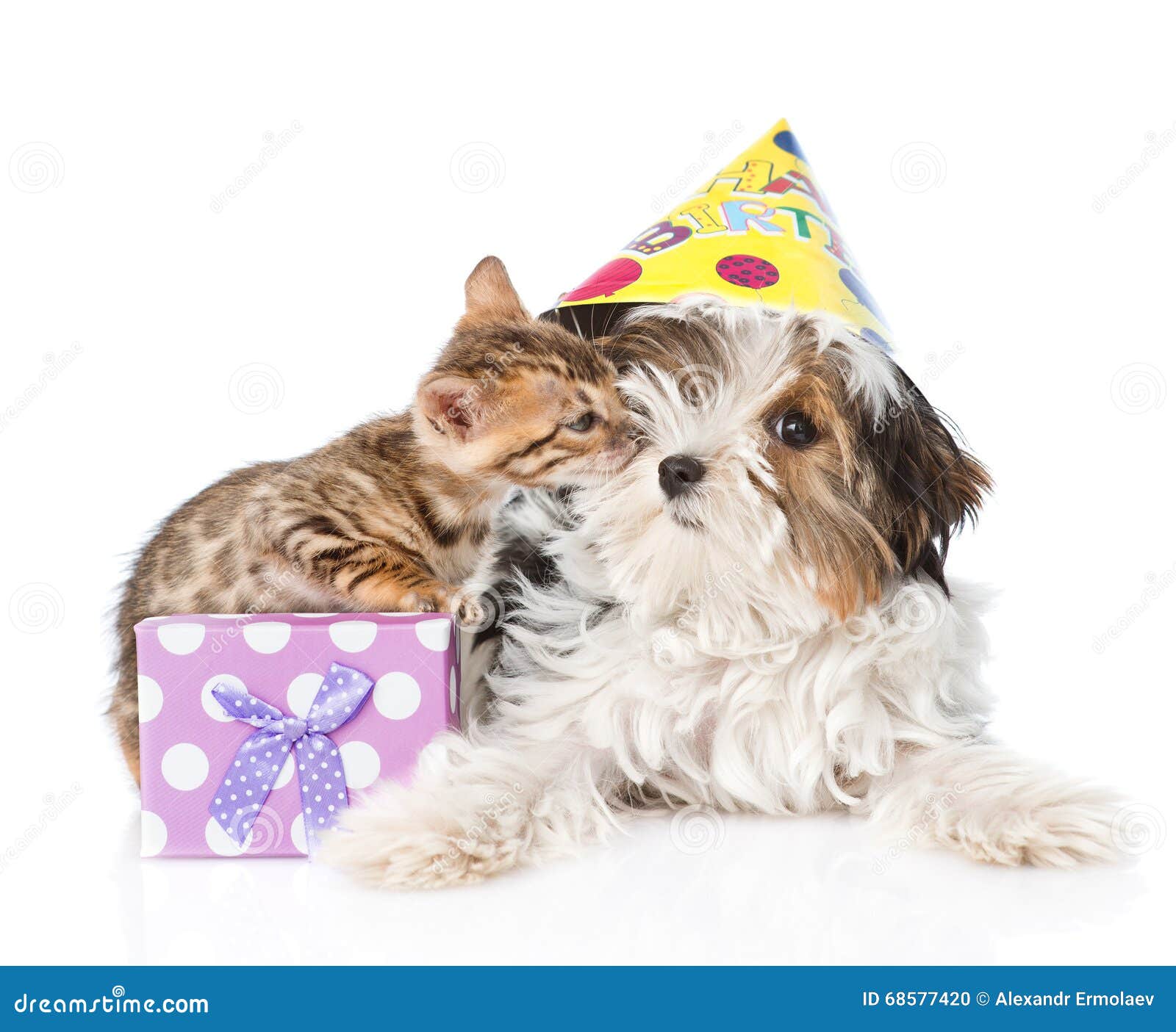 Le Chaton Felicite Le Joyeux Anniversaire De Chiot D Isolement Photo Stock Image Du Chiot Anniversaire Le Chaton Felicite Le Joyeux Anniversaire De Chiot D Isolement Photo Stock Image Du Chiot Anniversaire