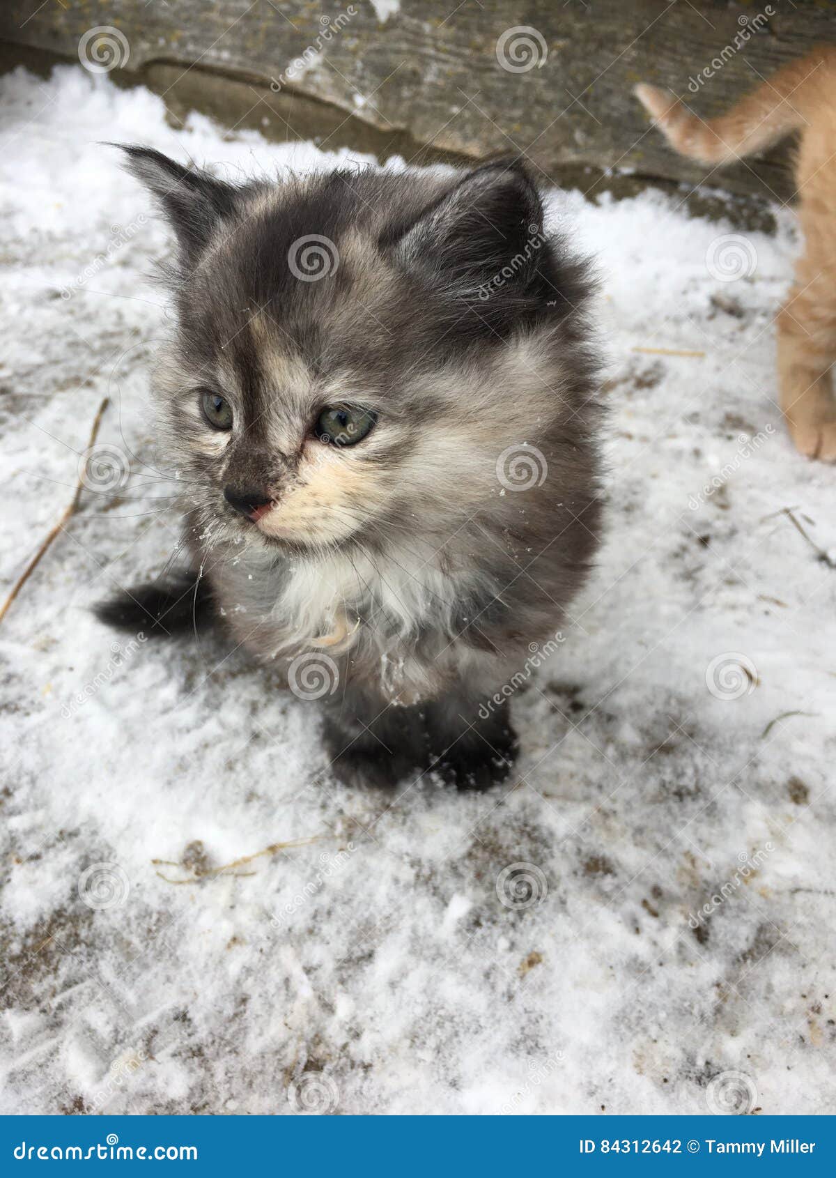 Le Chaton Le Plus Mignon Au Monde Photo Stock Image Du Jour Monde