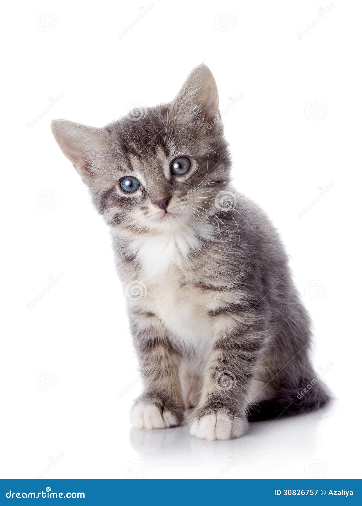 Le Chaton Raye Gris Se Repose Sur Un Fond Blanc Image Stock Image Du Nature Domestique