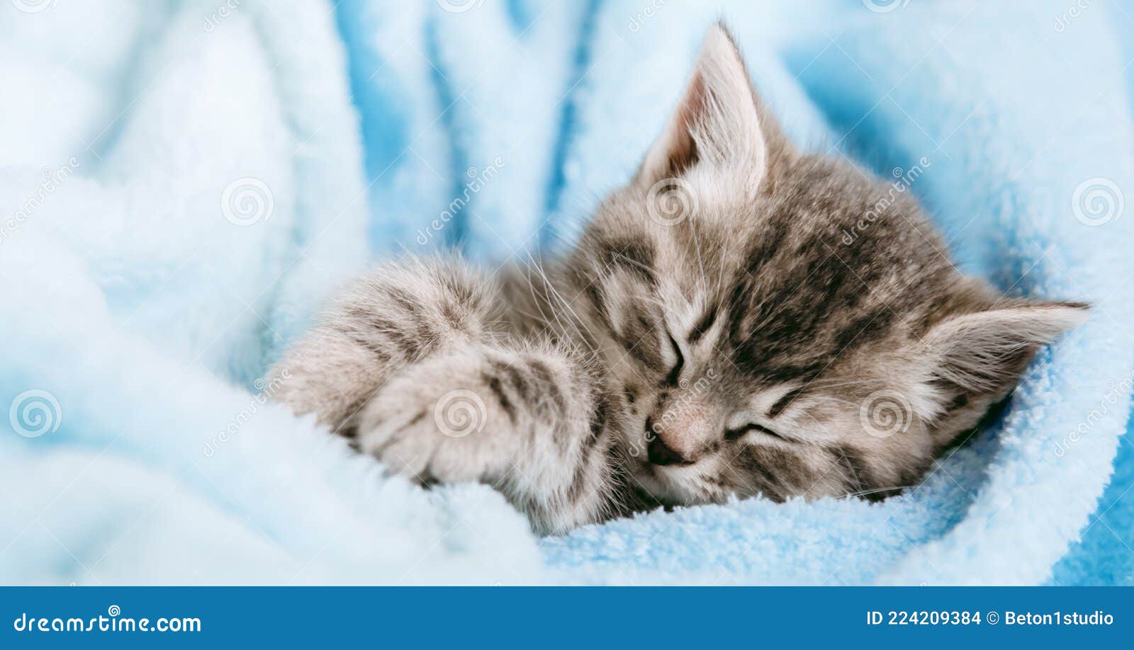 Le Chaton Tabby Mignon Ferma Les Yeux Et Assoupit La Sieste Chat Gamin Petit Chaton Animal De Mammifere Gris Tabby Bleu Couleur Photo Stock Image Du Domestique Animaux