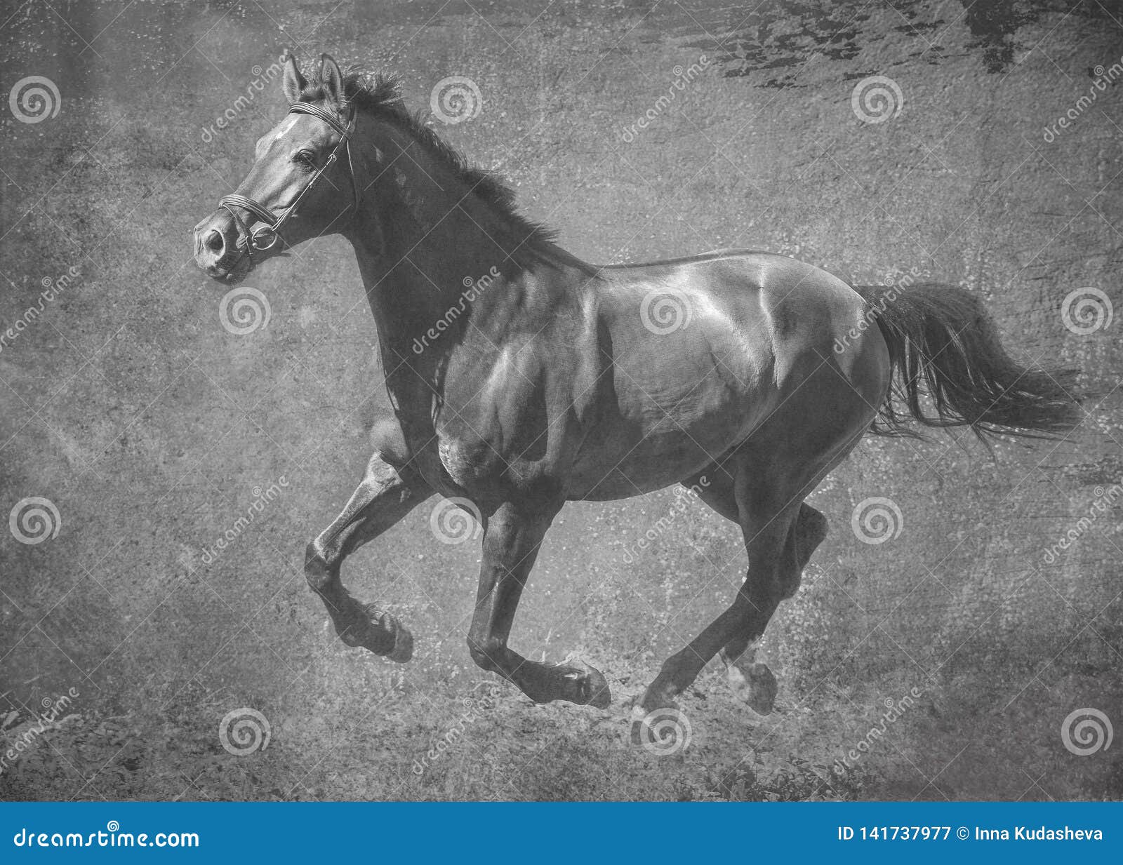 le-cheval-fonc%C3%A9-de-sport-court-galop-sur-la-libert%C3%A9-dans-traitement-artistique-noir-et-blanc-141737977.jpg