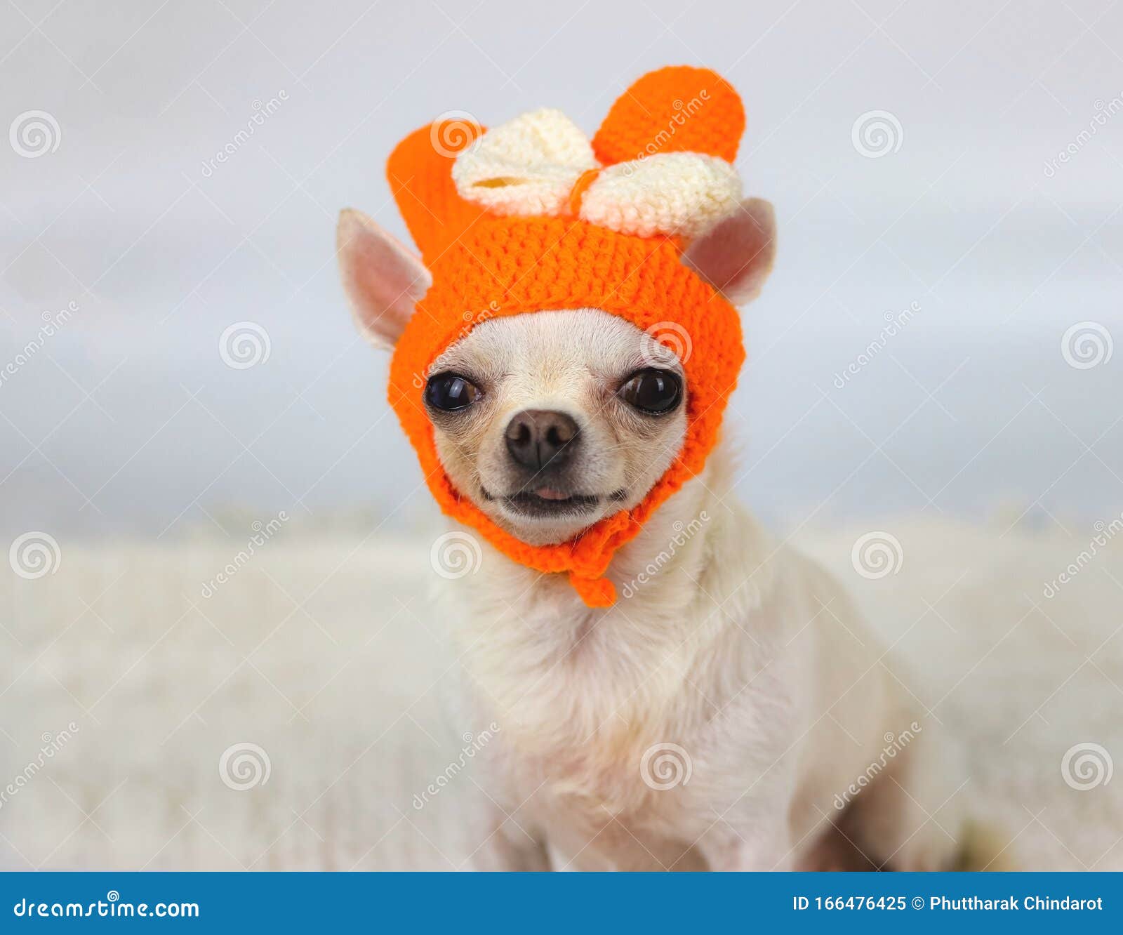 court aux cheveux chien carte de Noël Chihuahua