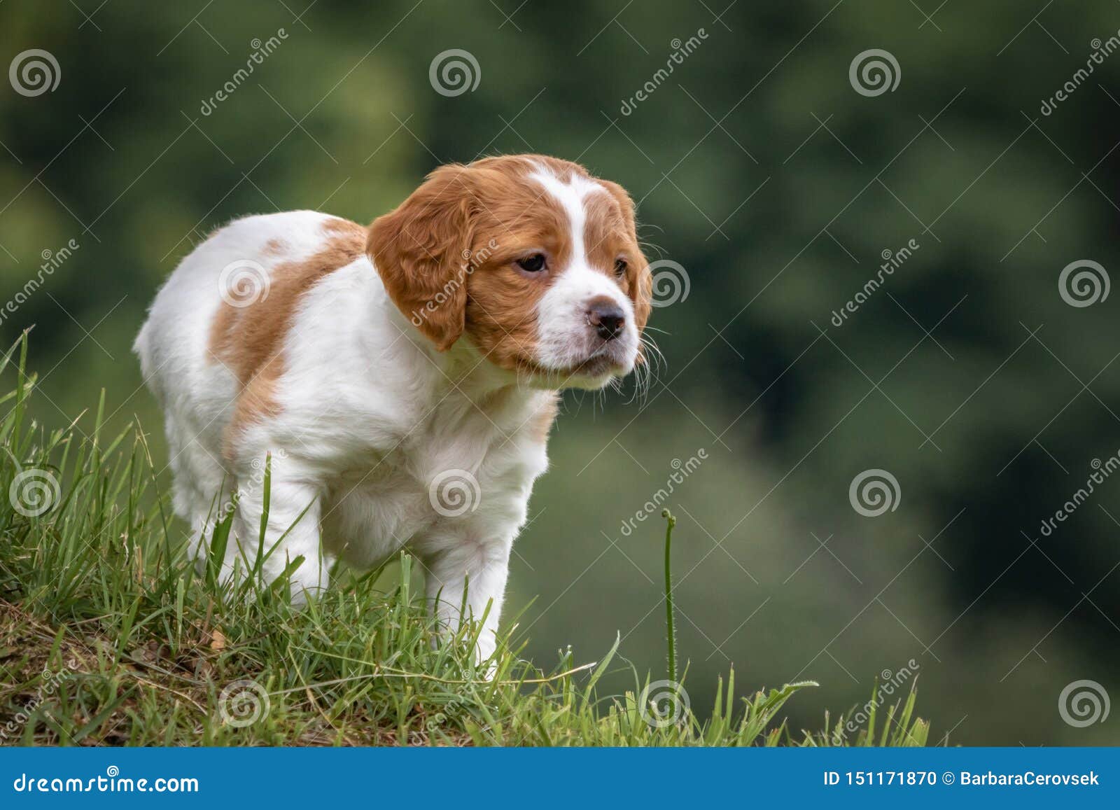 Le Chien Brun Et Blanc Mignon Et Curieux De Bébé Dépagneul