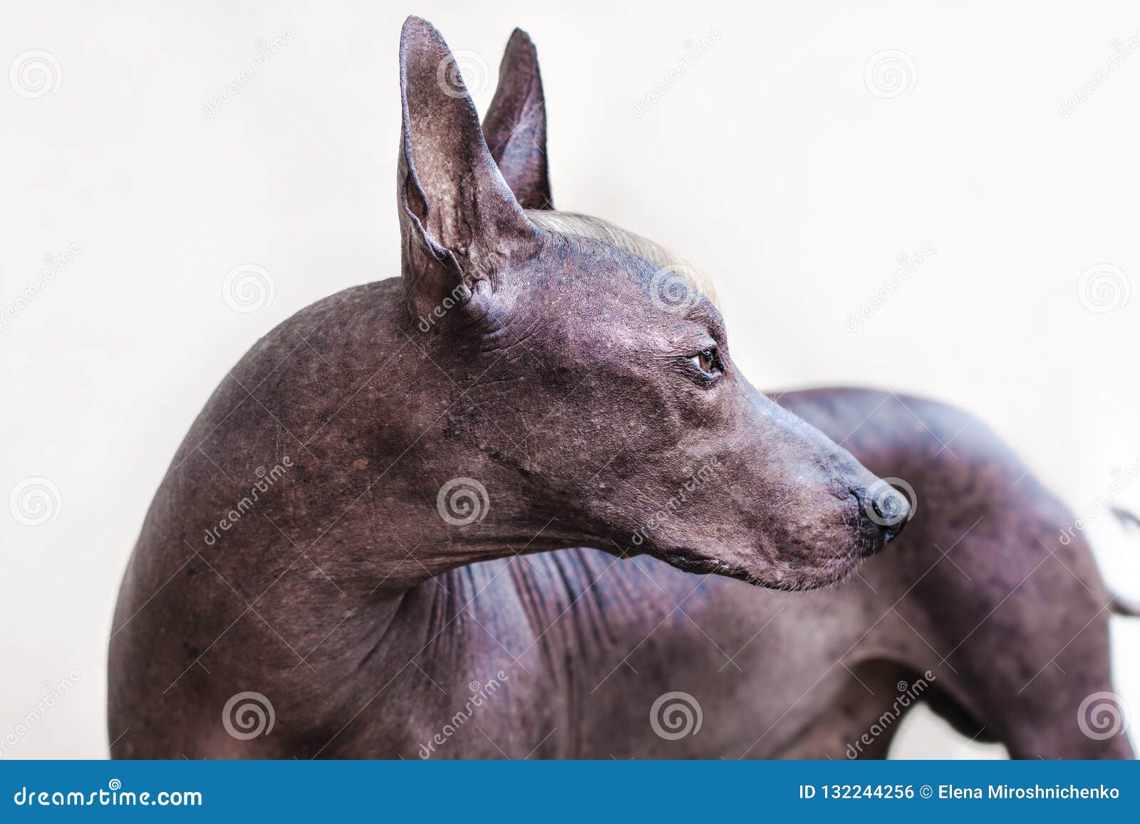 Le Chien Chauve Mexicain De Xoloitzcuintle De Belle Race De