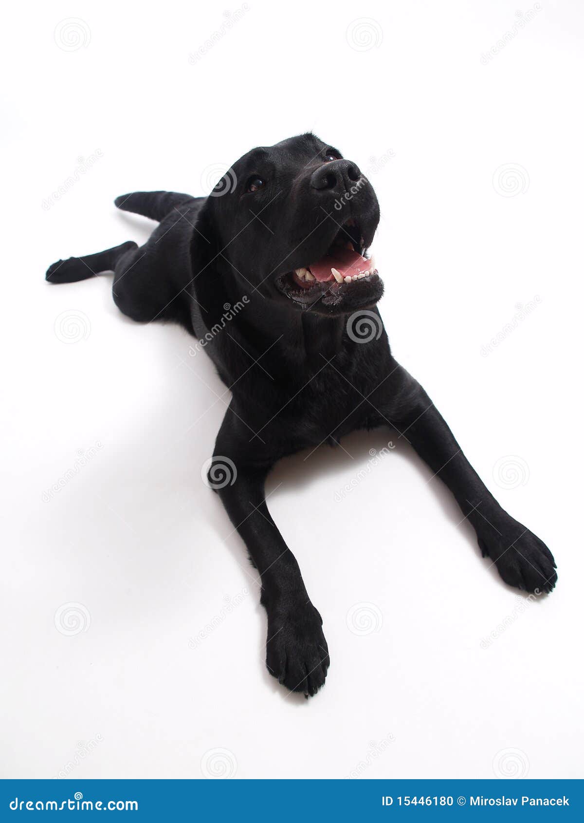 Le Chien Darrêt De Labrador Noir Vous Attend Photo Stock