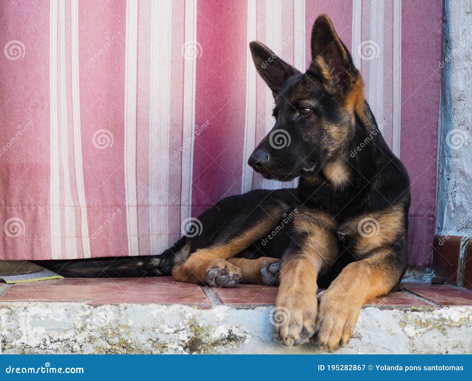 Le Chien De Berger Allemand 4 Mois Image stock Image du retriever