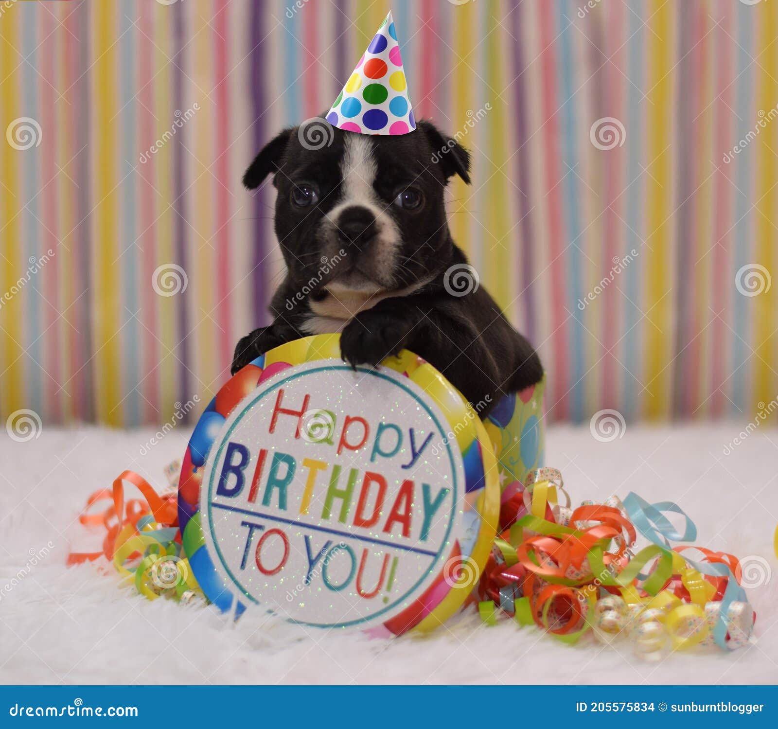 Anniversaire De Boston Terrier Photos Libres De Droits Et Gratuites De Dreamstime Anniversaire De Boston Terrier Photos Libres De Droits Et Gratuites De Dreamstime