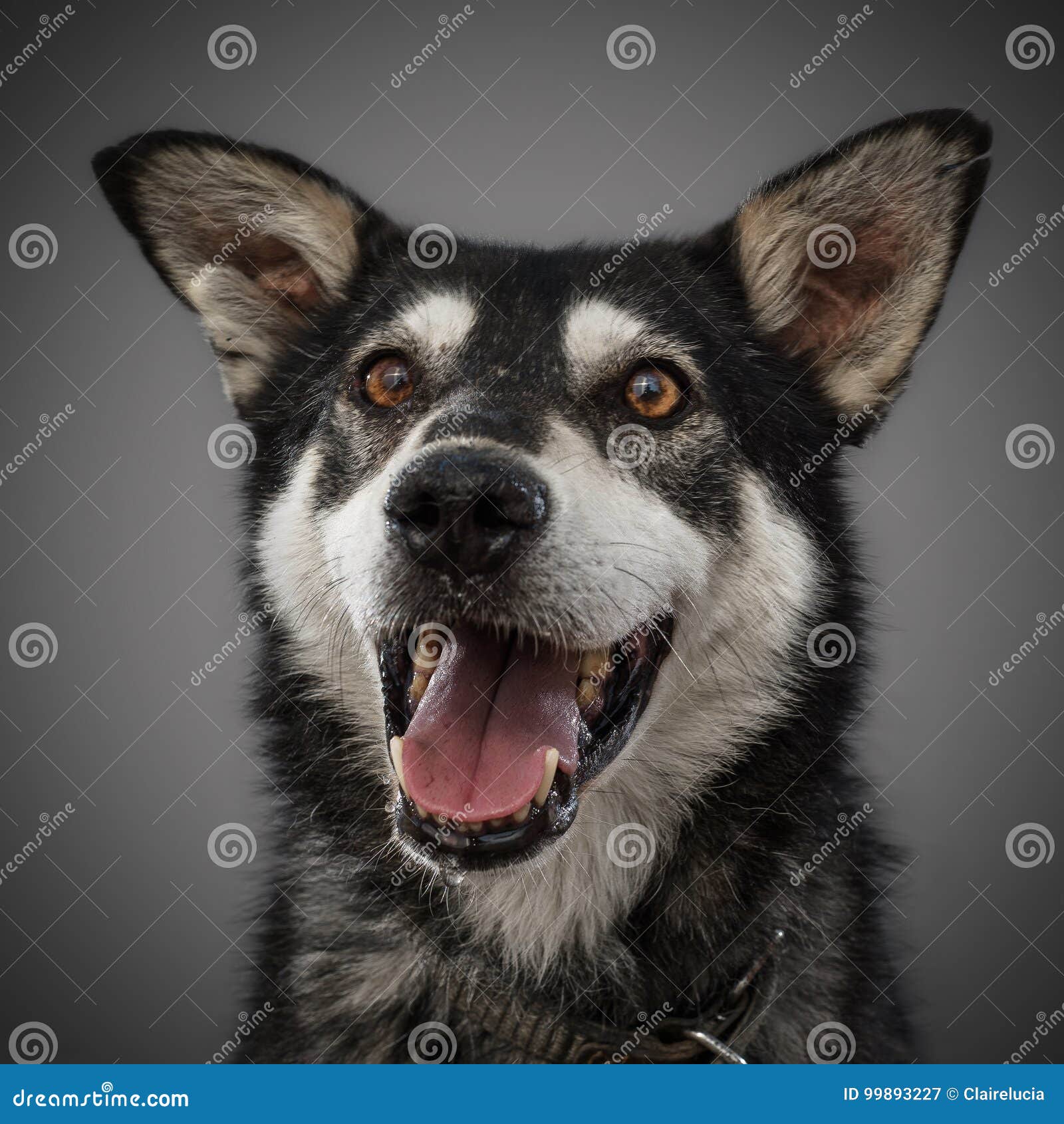 Gratuit Images Le Chien Drole Mignon Est Le Symbole De 2018 Coince Sa Langue Et actualisé salutations