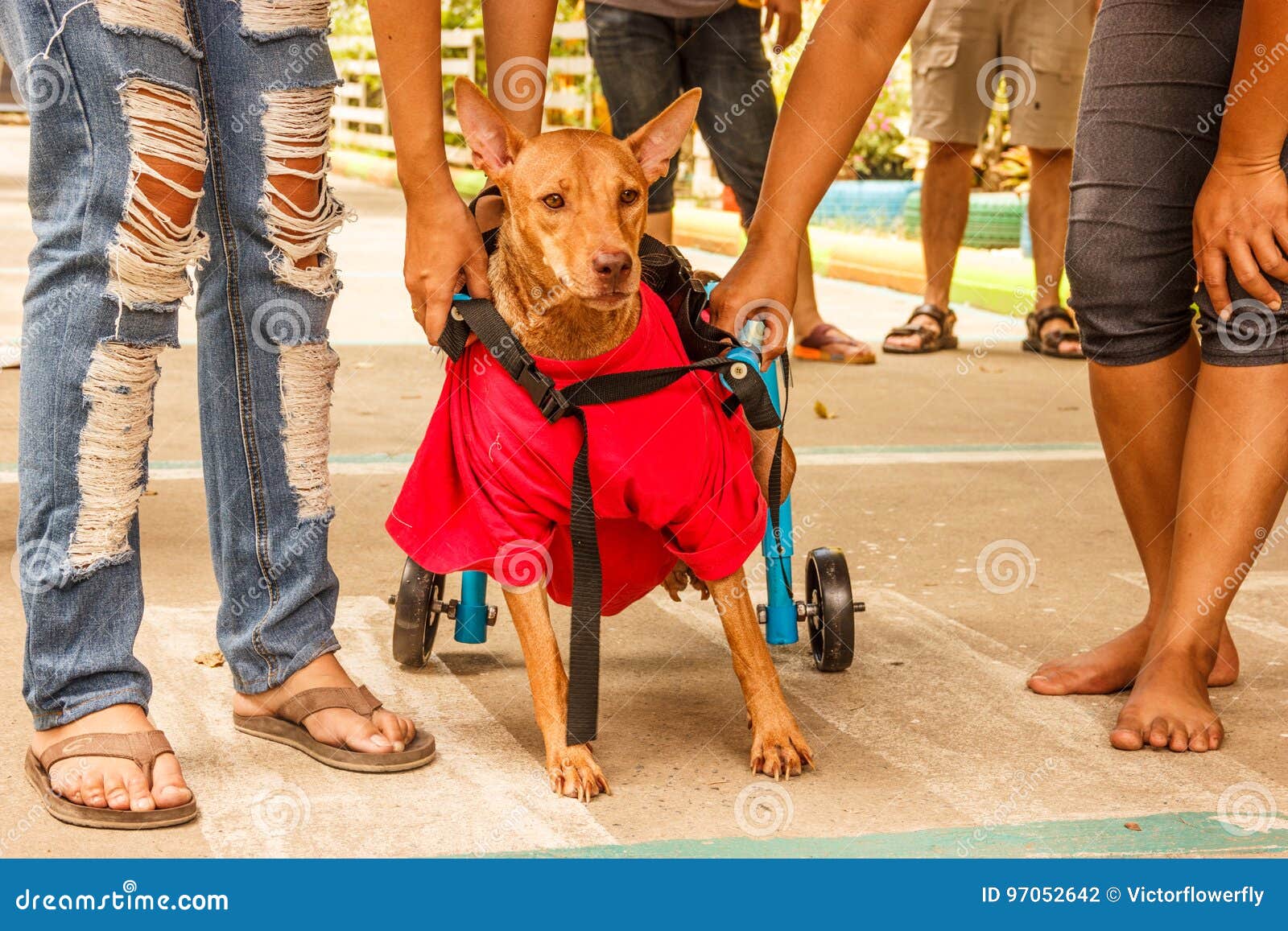 Le Chien Handicapé De Derrière-à Jambes Hésite à Commencer Sa 