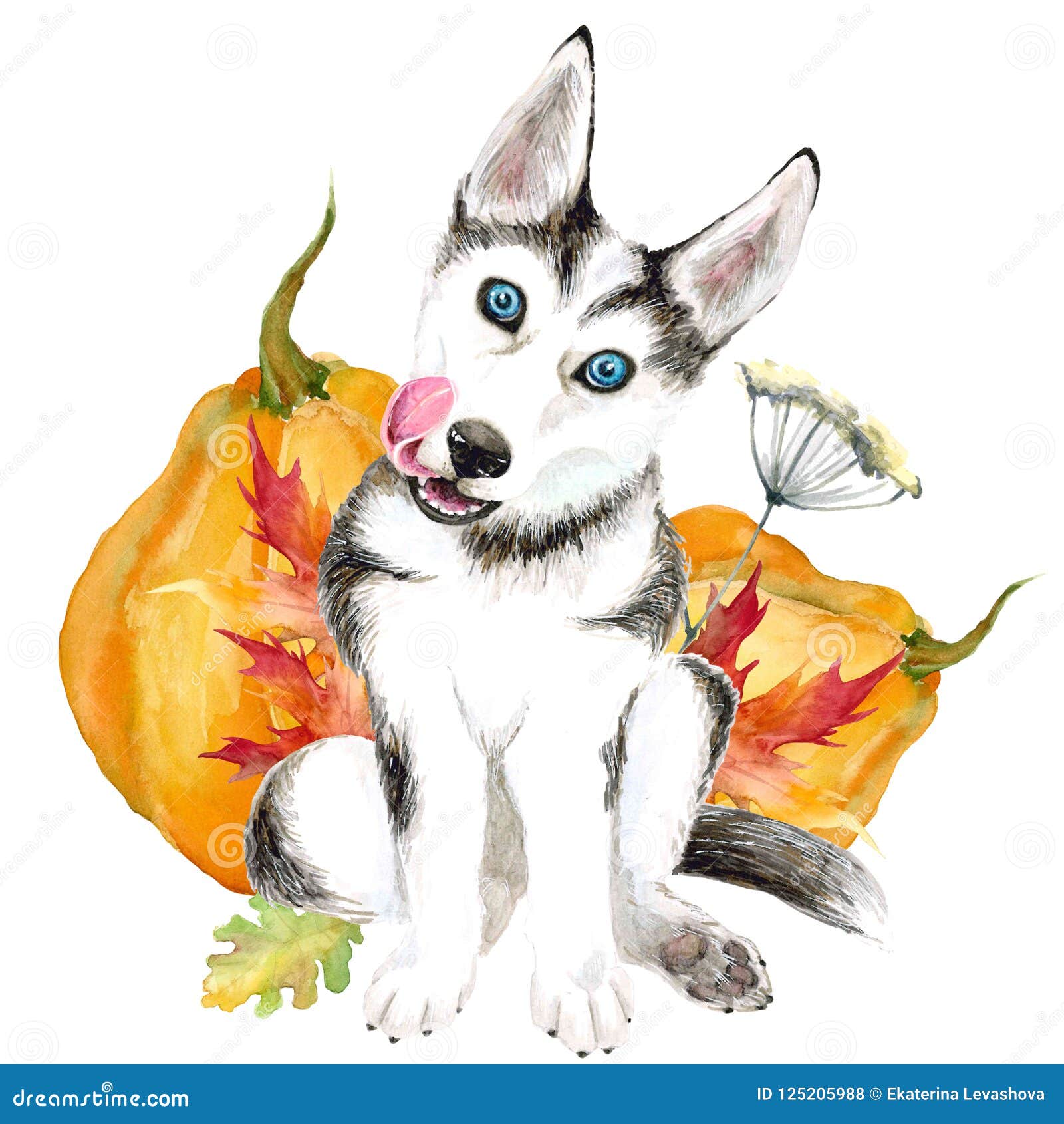 Le Chien Multiplie Le Chien De Traineau Chiot Mignon Avec Des Yeux Bleus D Isolement Sur Le Fond Blanc Recolte D Automne Potiron Illustration Stock Illustration Du Canin Drole