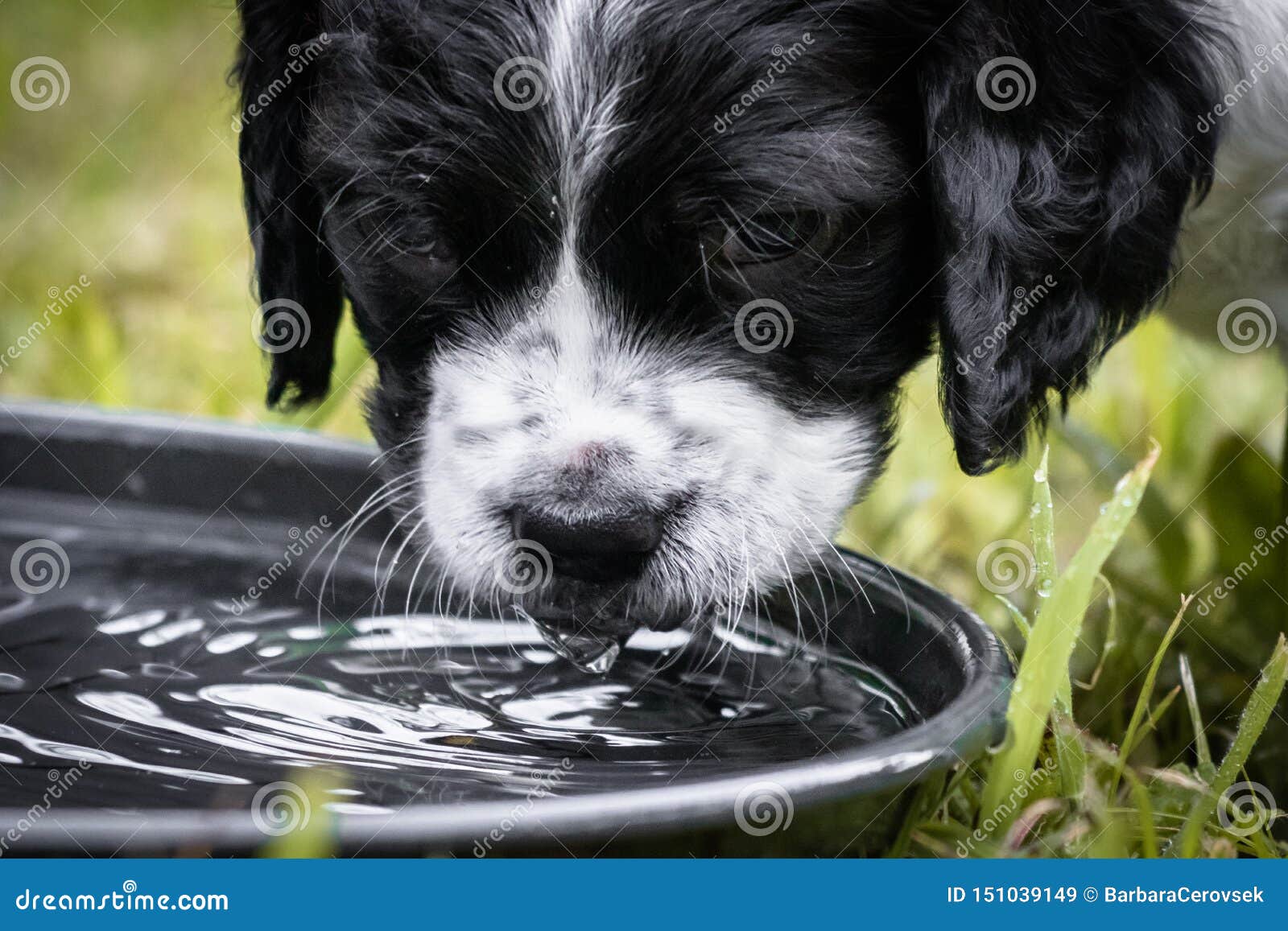 Le Chien Noir Et Blanc Mignon Et Curieux De Bebe D Epagneul De Bretagne Portrait De Chiot A Isole L Eau Potable Image Stock Image Du Visage Drole Le Chien Noir Et Blanc Mignon Et Curieux De Bebe D Epagneul De Bretagne Portrait De Chiot A Isole L Eau Potable Image Stock Image Du Visage Drole