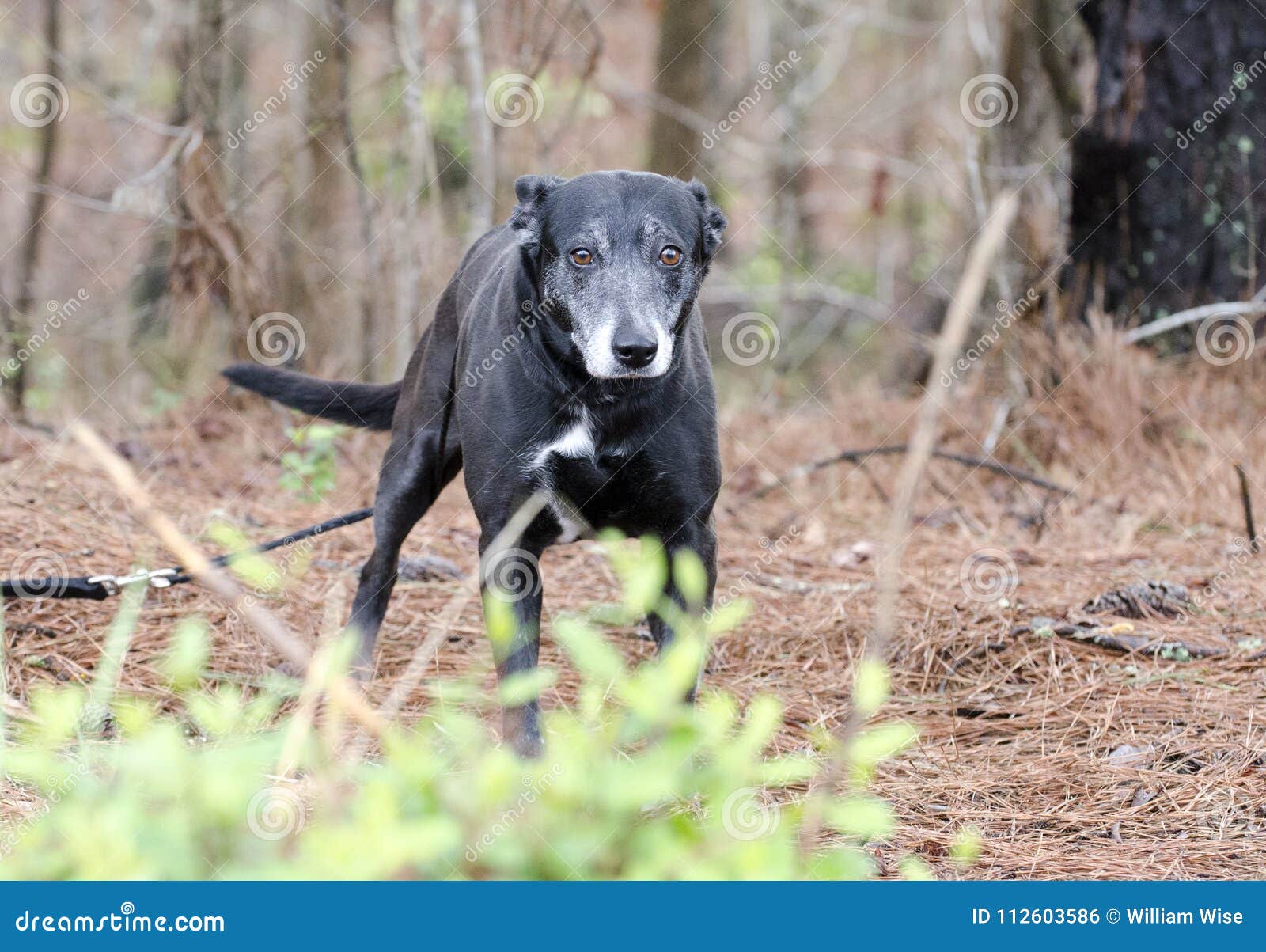 Le Chien Noir Timide Et Effrayé Avec Le Museau Gris