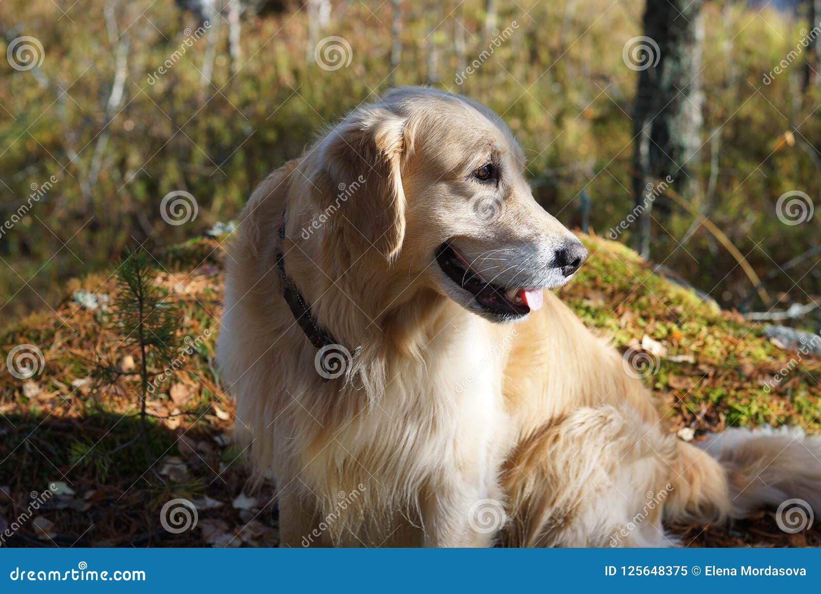 Le Chien Roux De Race Golden Retriever Se Repose Dans La