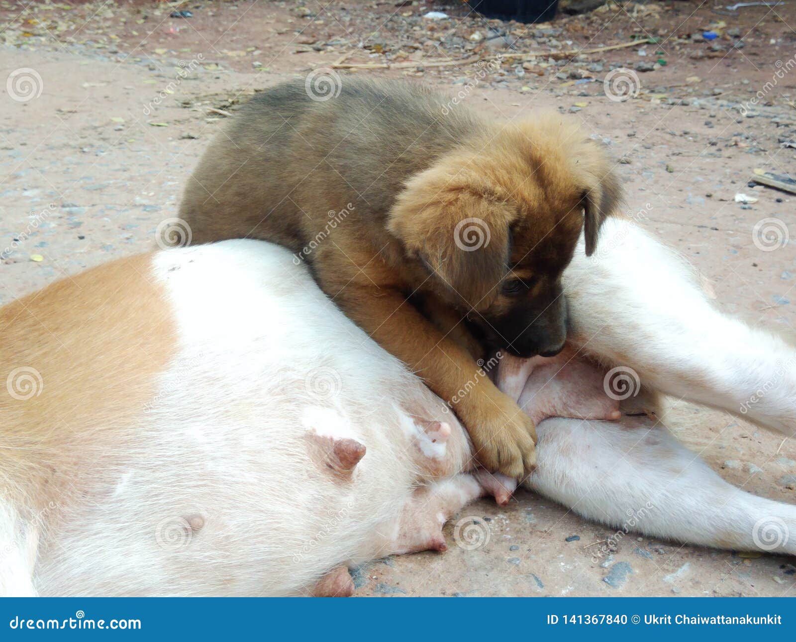 Le chiot allaitent vers le haut du lait de chien de mère sur le chien moulu et sans abri