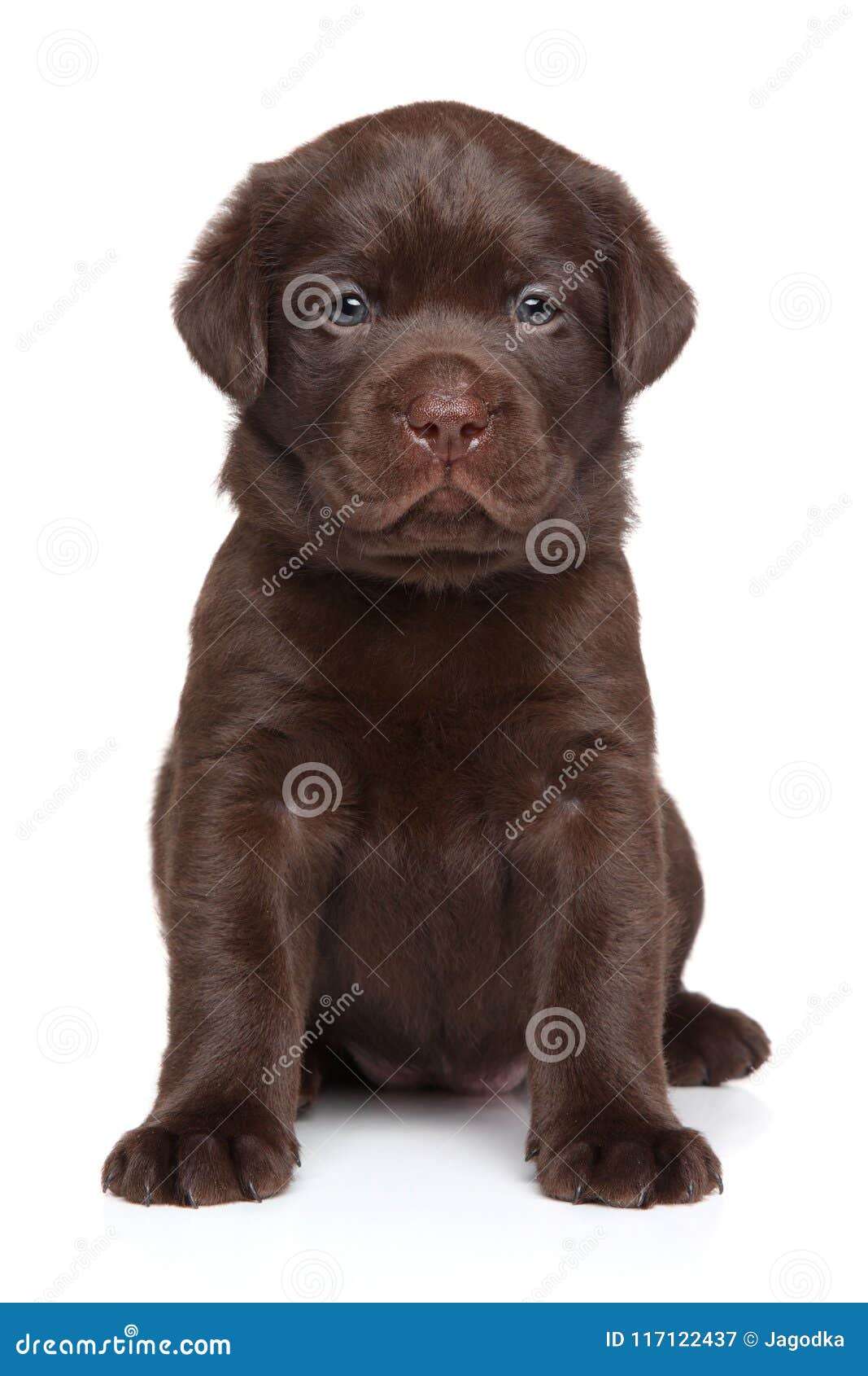 Le Chiot De Labrador Se Repose Devant Le Fond Blanc Image Stock Image Du Jeune Retriever Le Chiot De Labrador Se Repose Devant Le Fond Blanc Image Stock Image Du Jeune Retriever