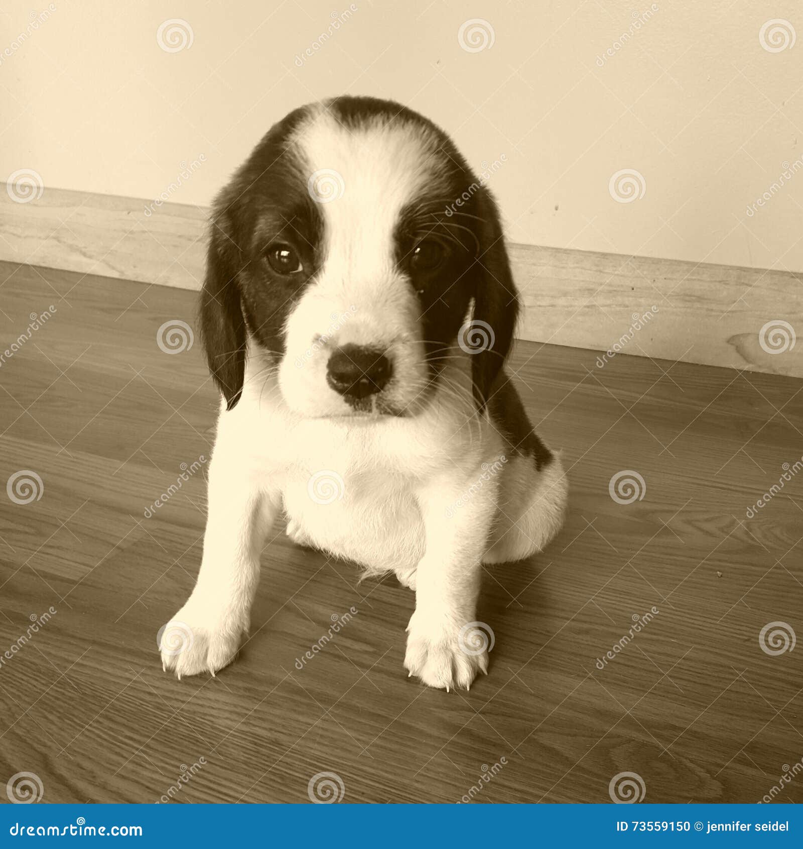 Le Chiot Le Plus Mignon Du Monde Photo Stock Image Du Cutest Chiot