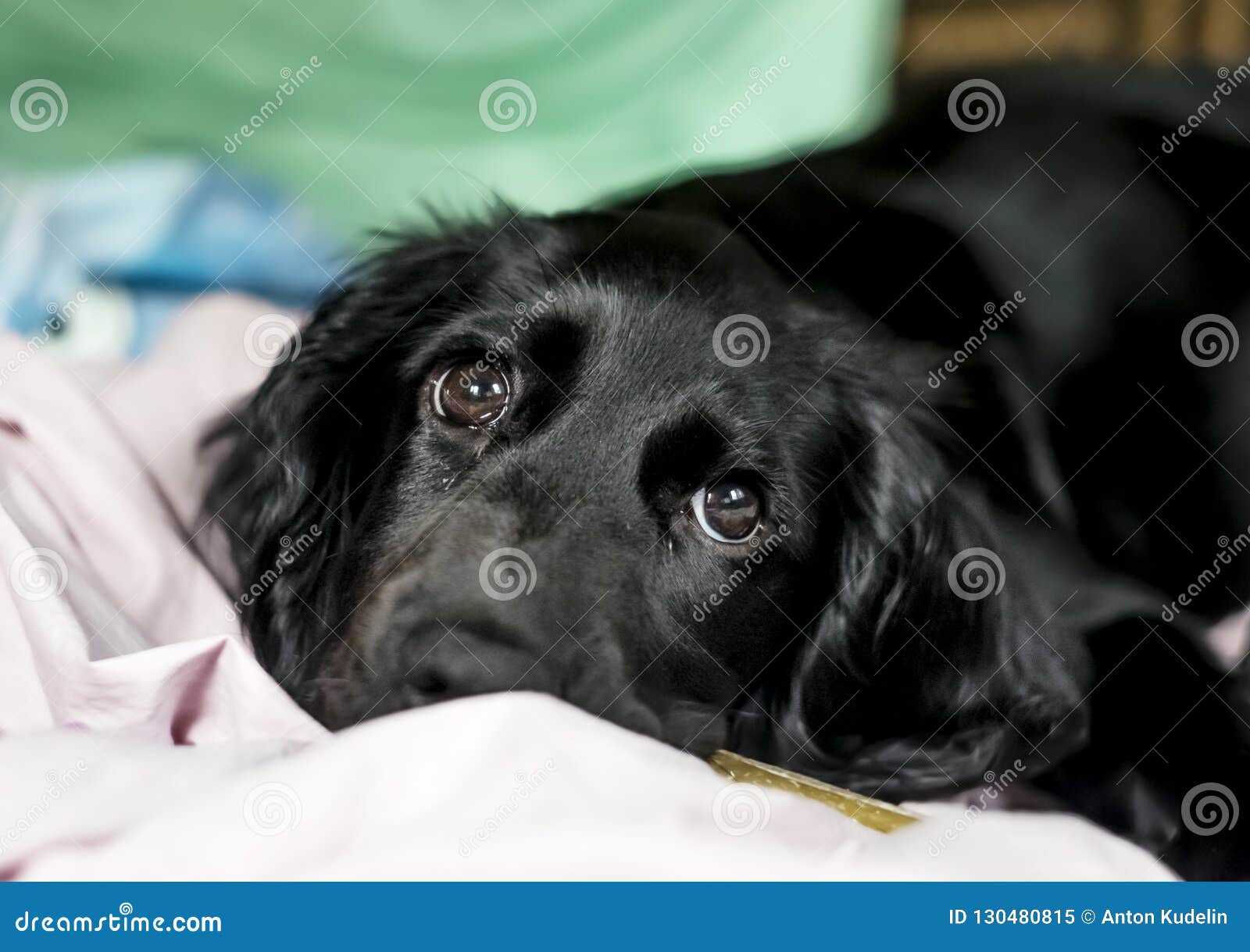 Le Chiot Noir De Cocker Spaniel Se Trouve Sur Ses Ordures