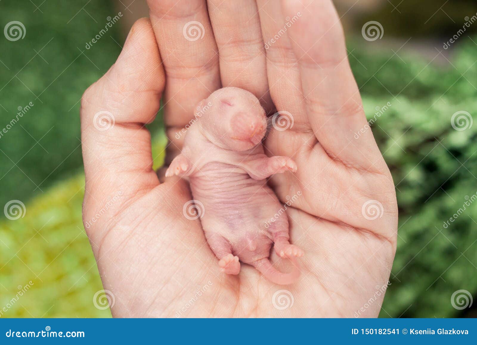 Le Concept De La Petite Taille Rats Nouveau Nes De Bebe Dans La Main D Une Personne De Sommeil Image Stock Image Du Yeux Lionceau Le Concept De La Petite Taille Rats Nouveau Nes De Bebe Dans La Main D Une Personne De Sommeil Image Stock Image Du Yeux Lionceau