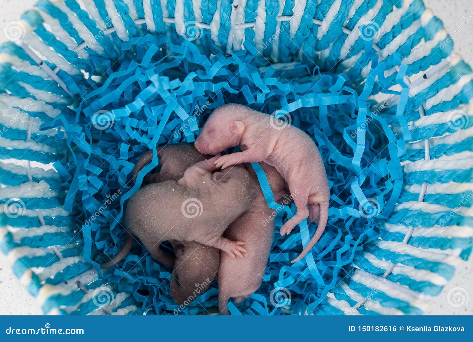 Le Concept Des Rats Nouveau Nes De Bebe De Nid A La Maison Se Situent Dans Un Panier Bleu Photo Stock Image Du Pattes Yeux Le Concept Des Rats Nouveau Nes De Bebe De Nid A La Maison Se Situent Dans Un Panier Bleu Photo Stock Image Du Pattes Yeux