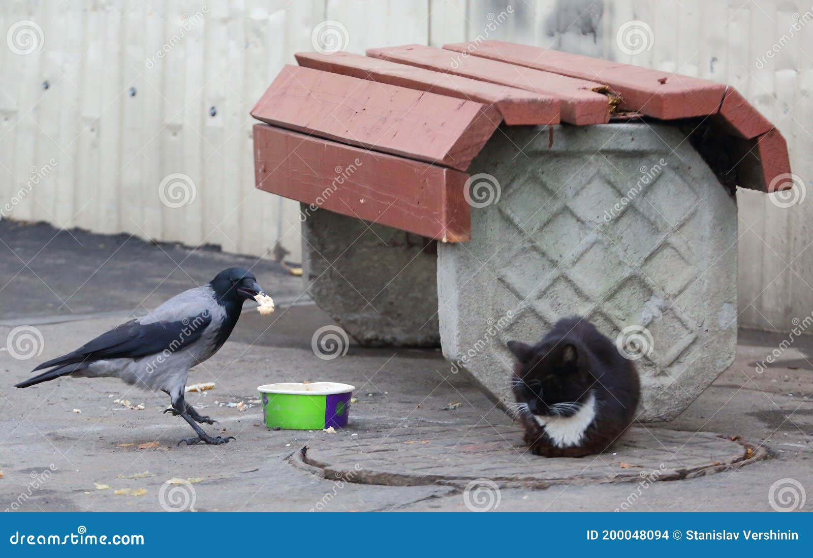 Le Corbeau Vole La Nourriture D'un Chat Qui Dort Photo stock - Image du  barrière, asphalte: 200048094